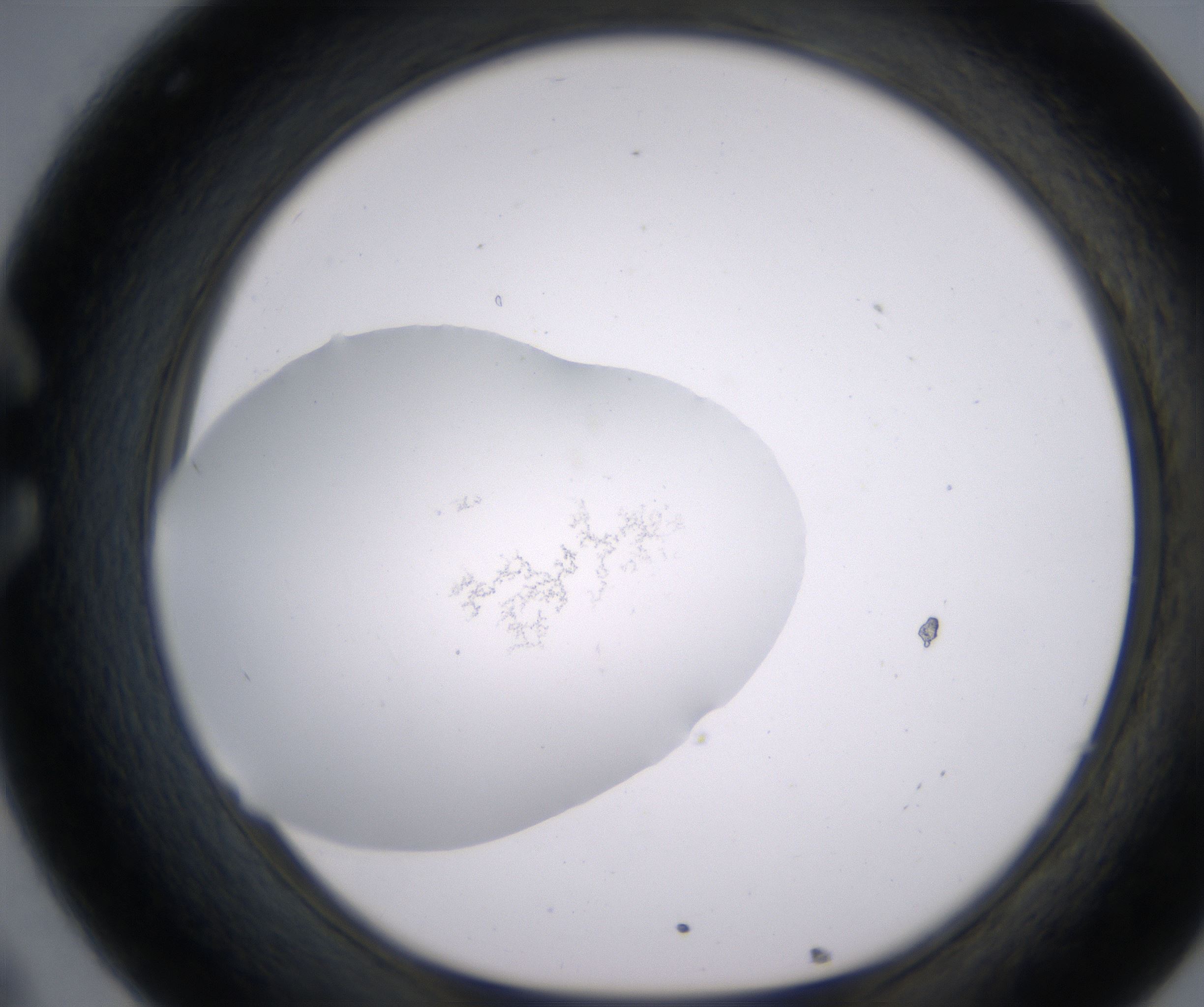 C8_HighResolution_Clear_1.jpg
