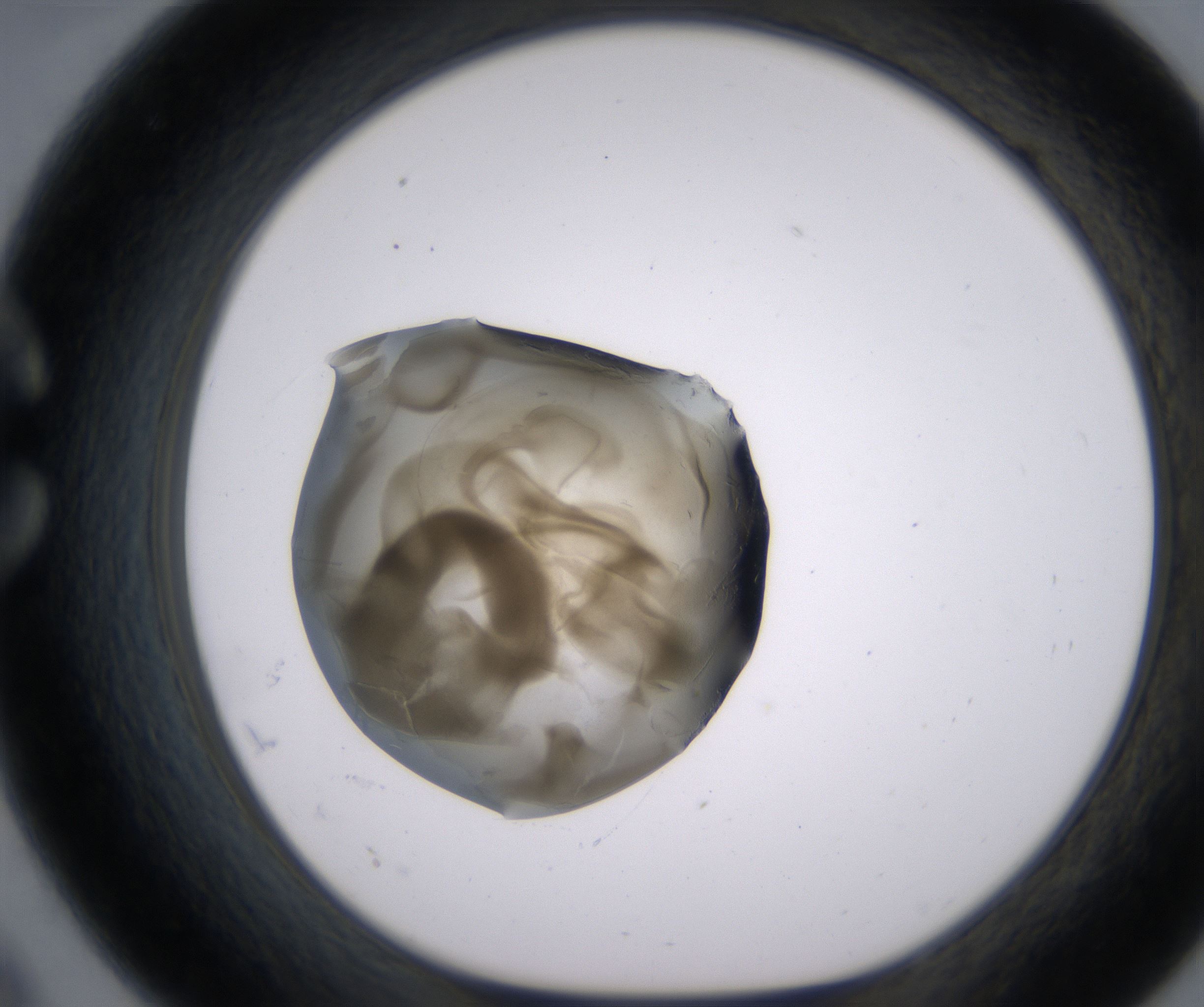 C9_HighResolution_Precipitate_1.jpg