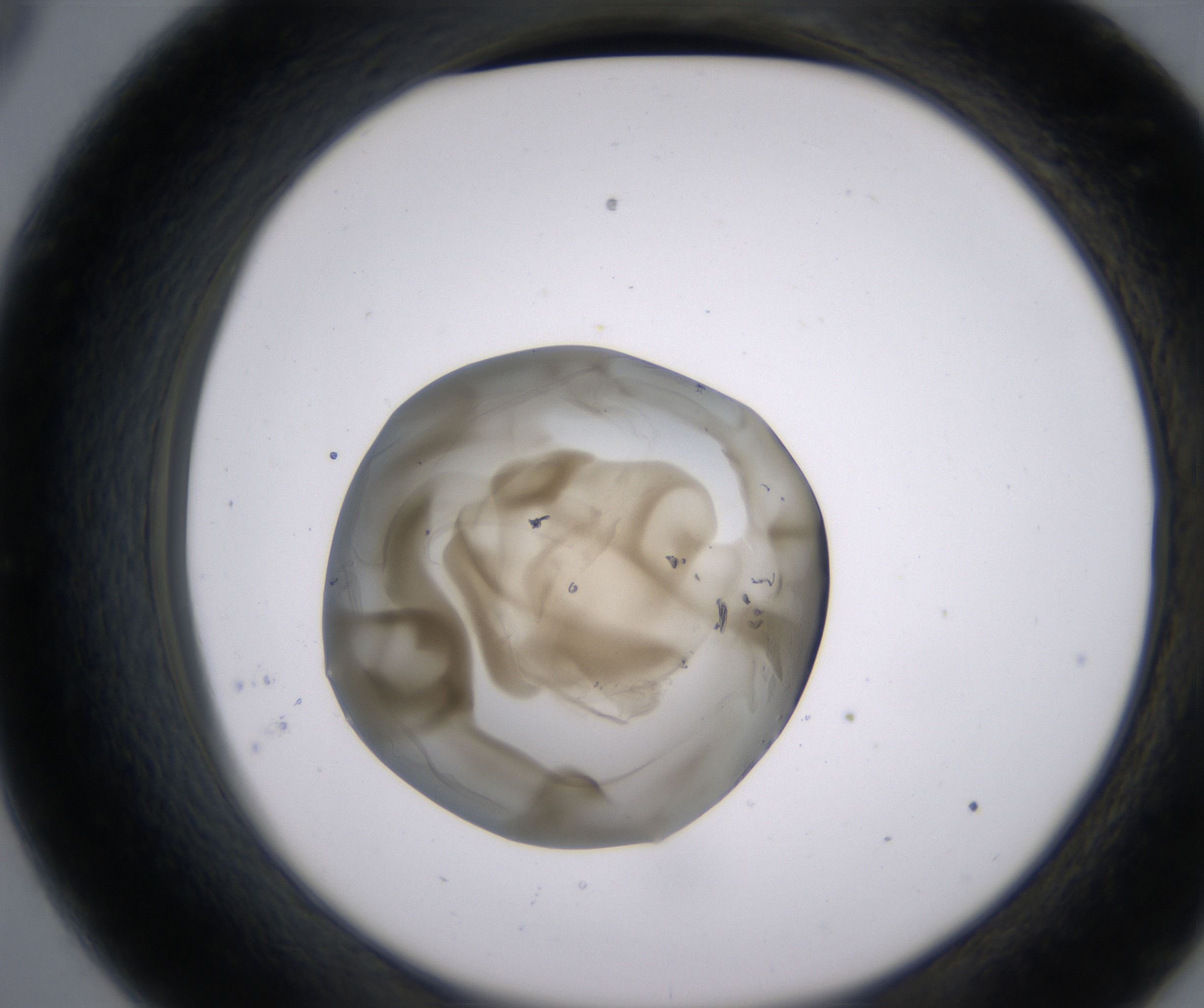 C9_HighResolution_Precipitate_2.jpg