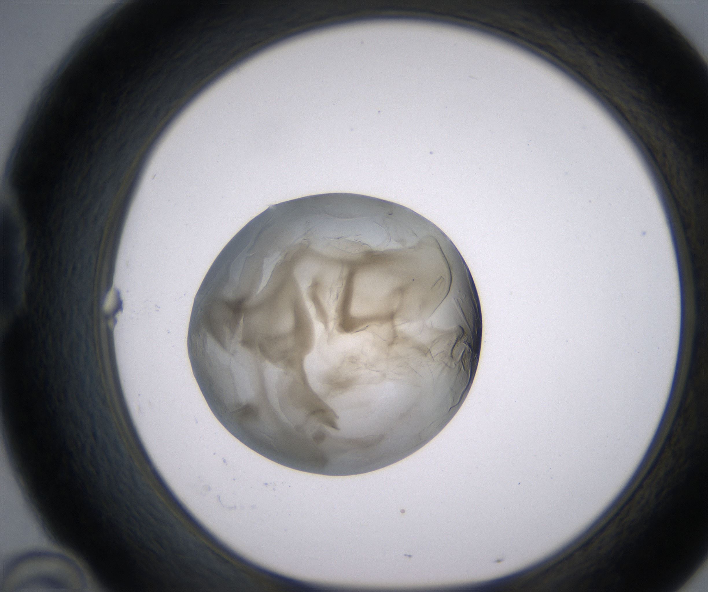 D10_HighResolution_Precipitate_1.jpg