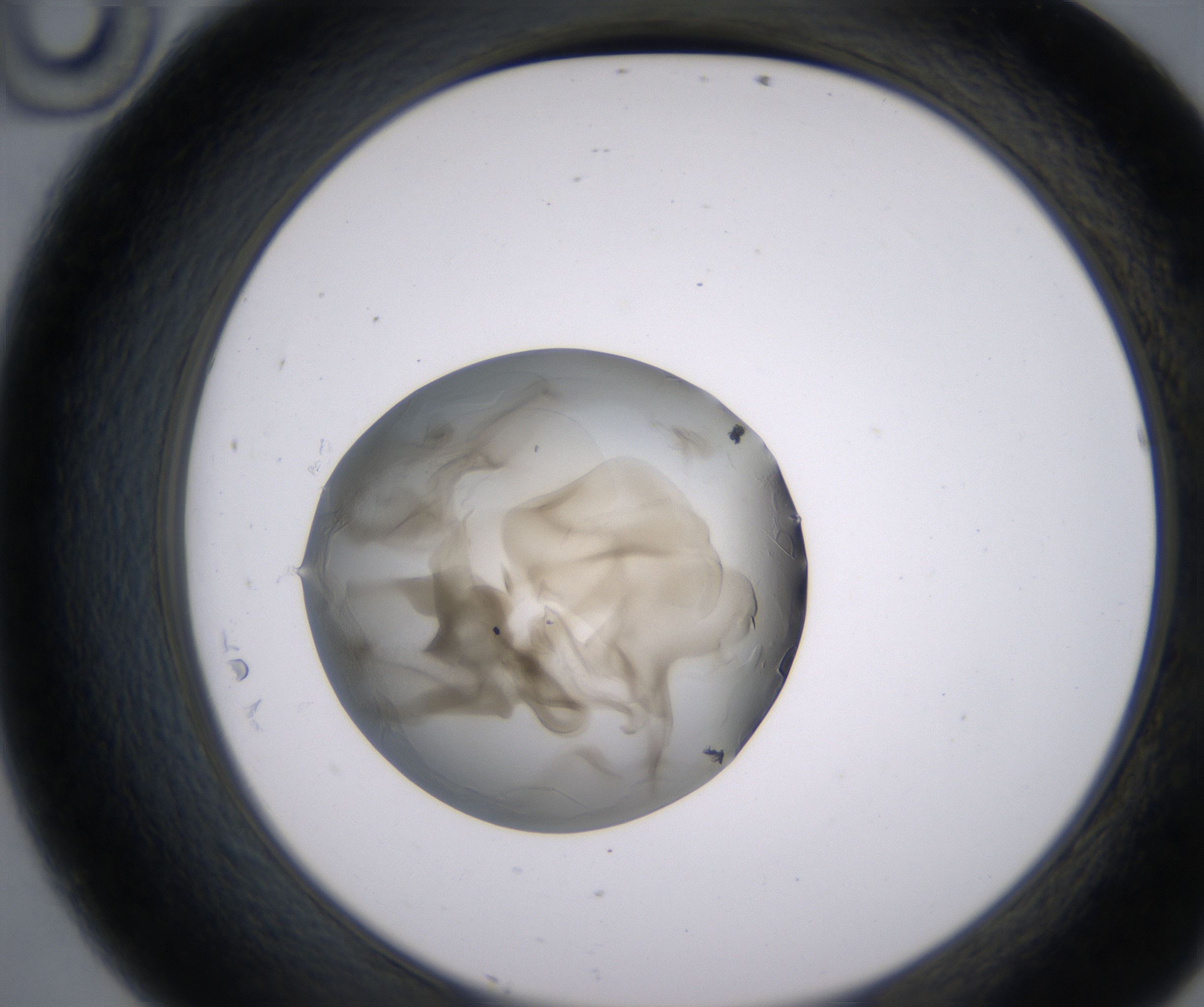 D10_HighResolution_Precipitate_2.jpg