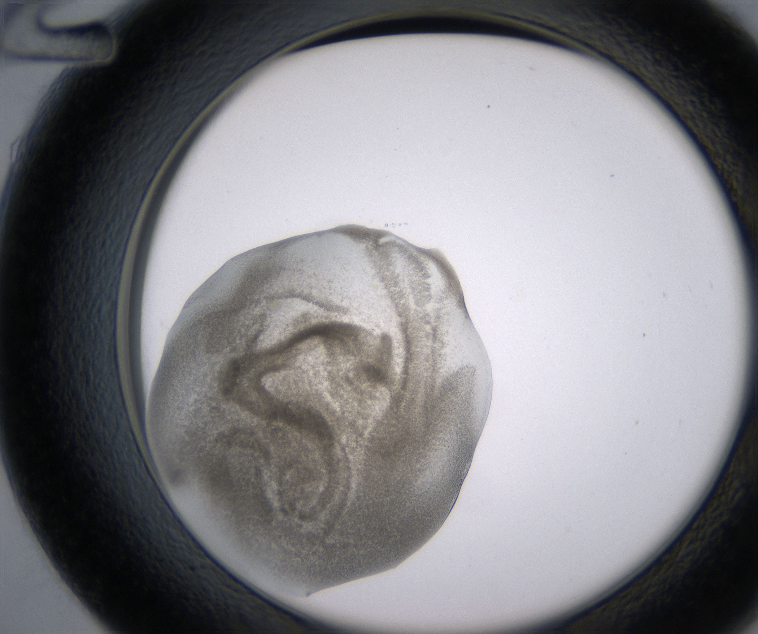 D12_HighResolution_Precipitate_2.jpg