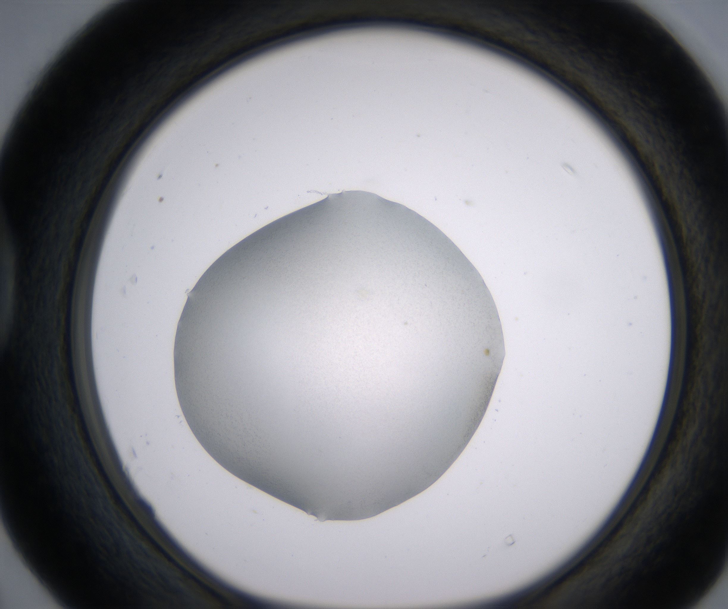 D4_HighResolution_Clear_1.jpg