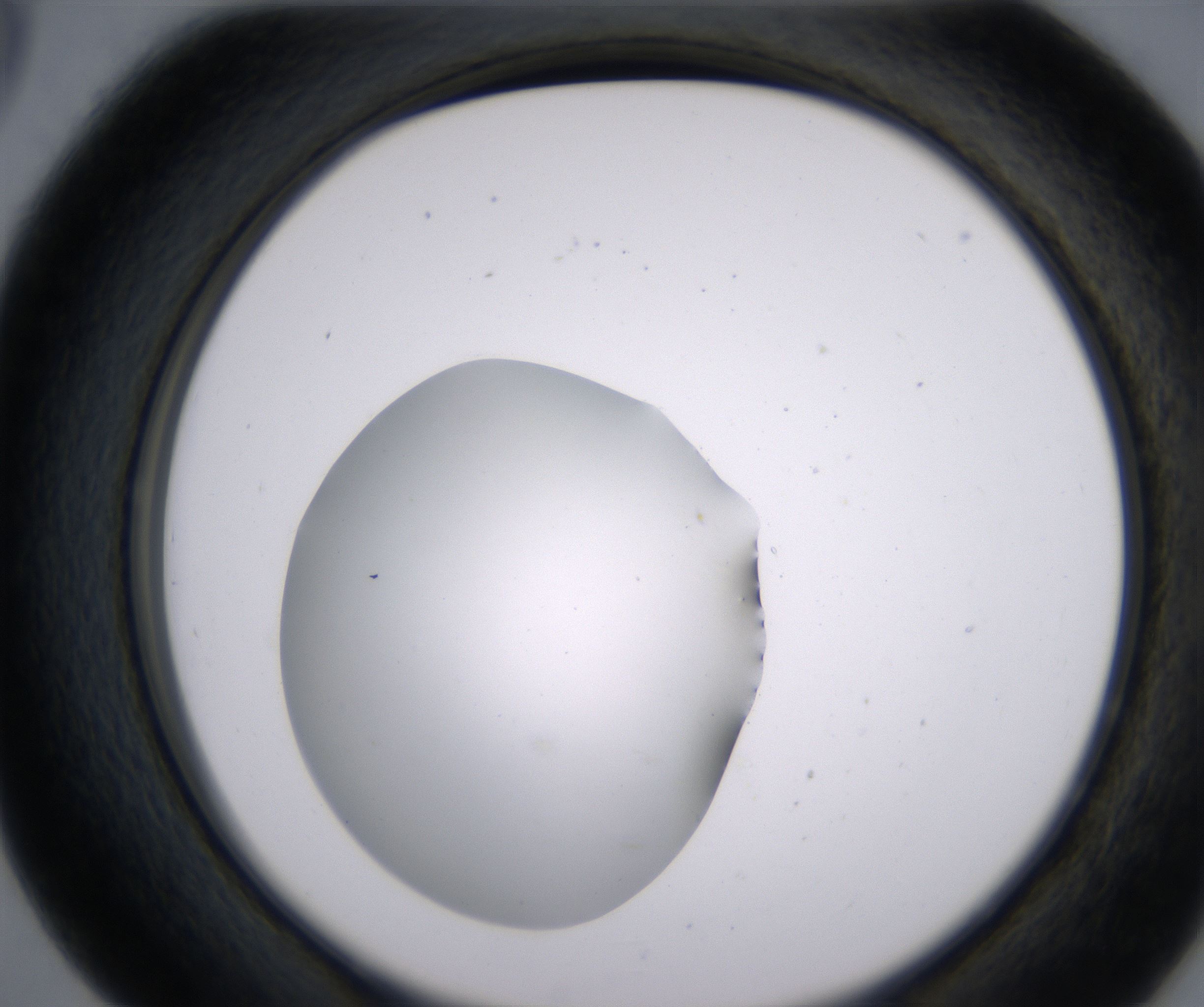 D5_HighResolution_Clear_2.jpg