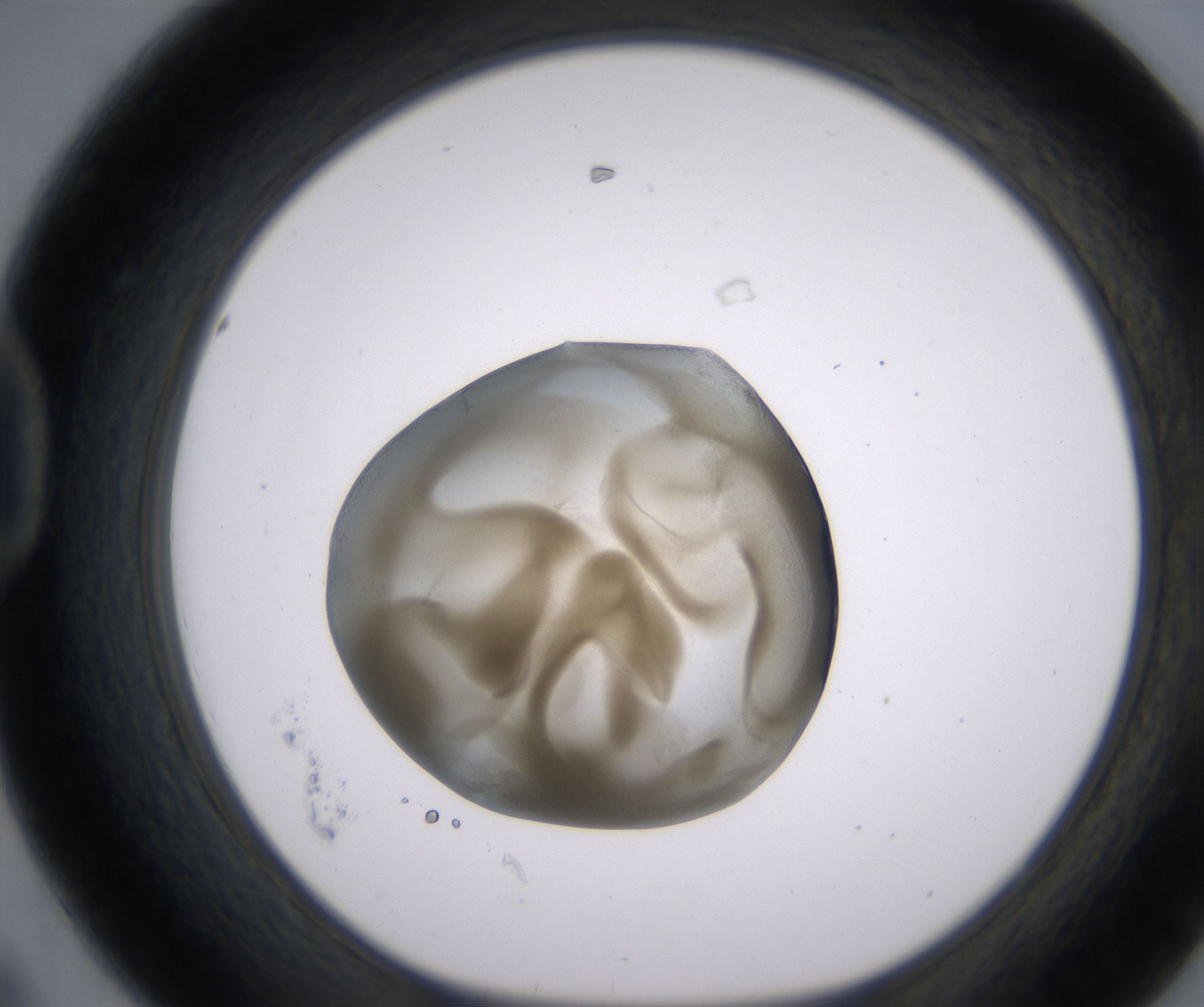 D8_HighResolution_Precipitate_1.jpg