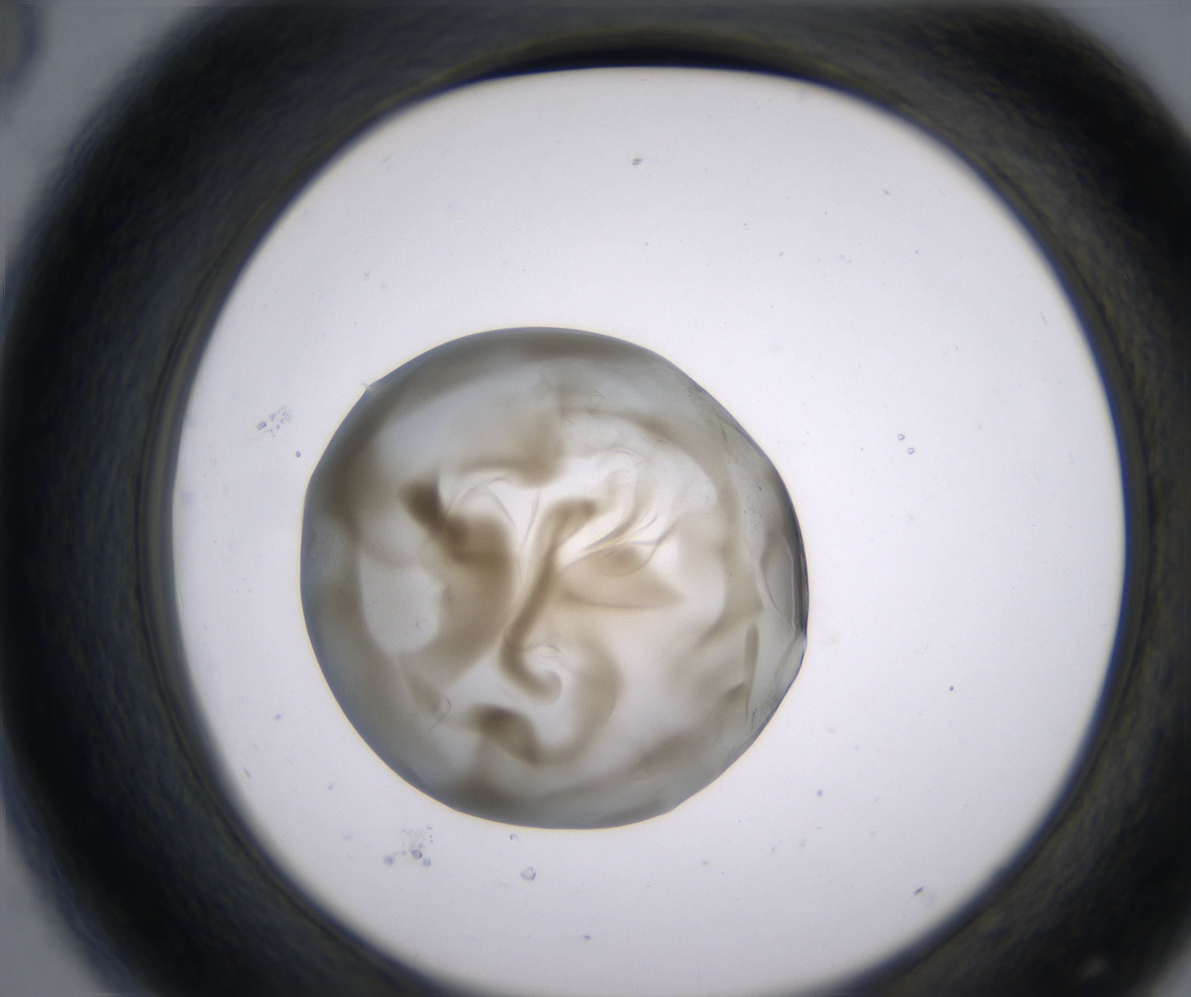 D8_HighResolution_Precipitate_2.jpg