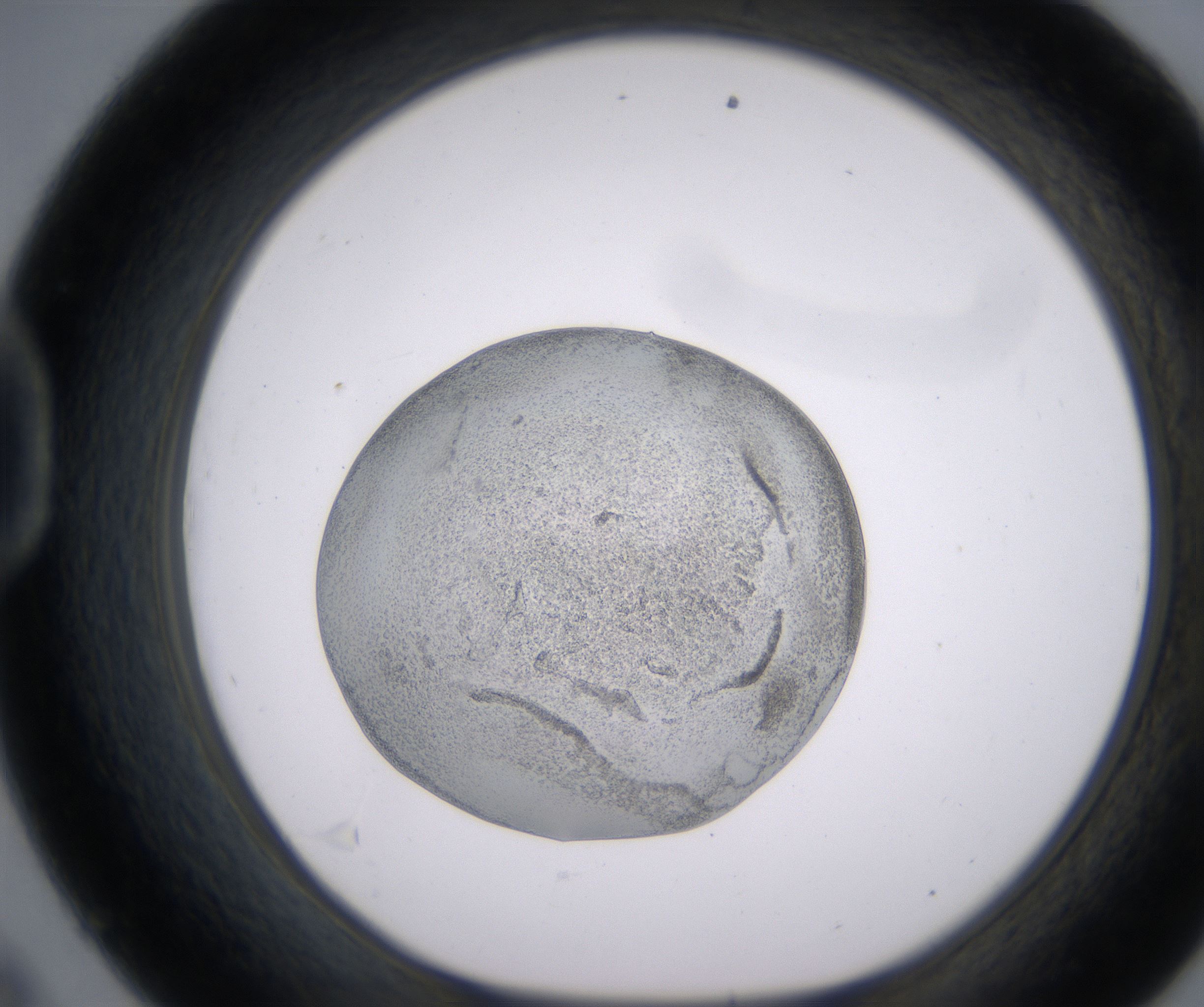 D9_HighResolution_Precipitate_1.jpg