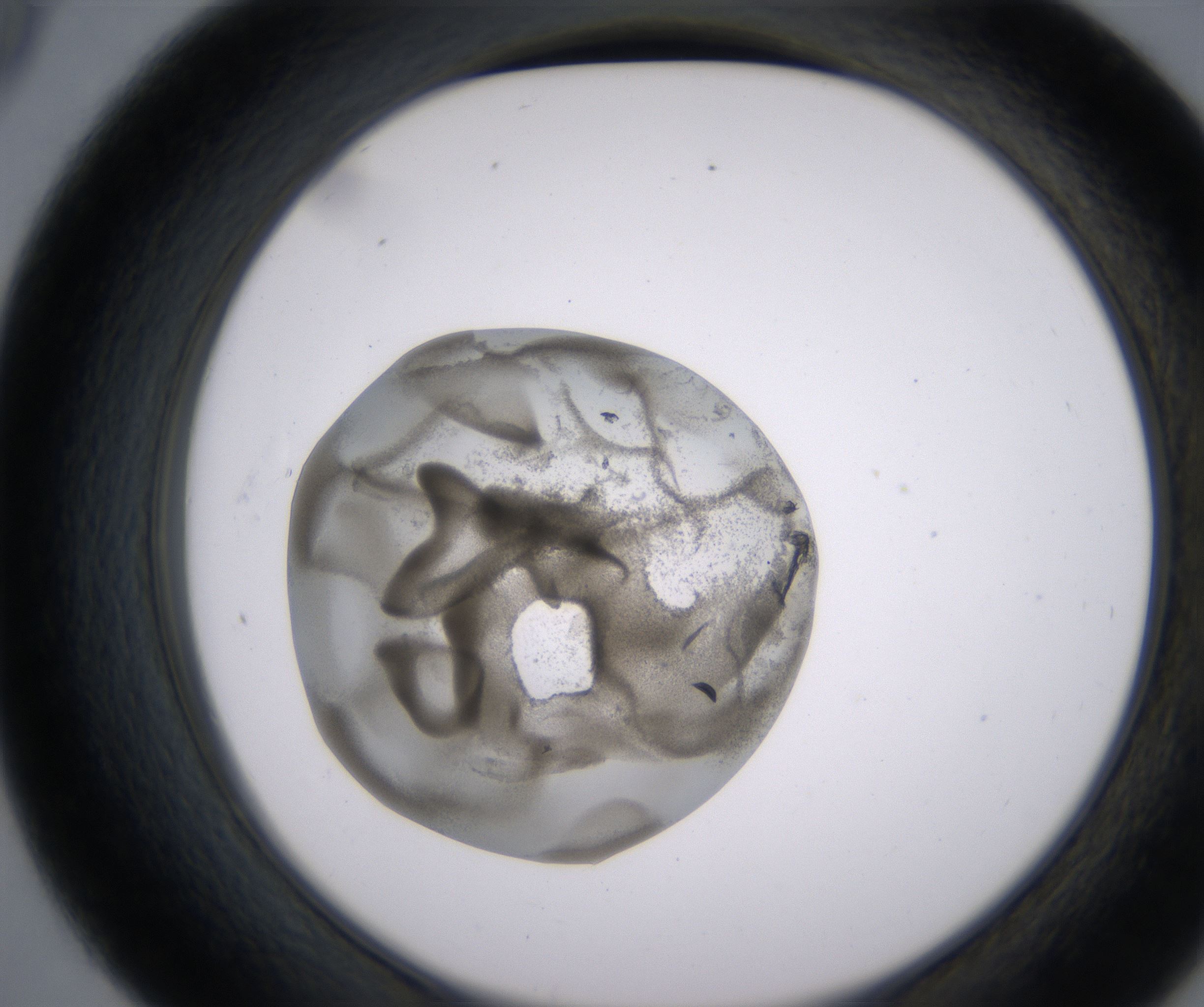 D9_HighResolution_Precipitate_2.jpg