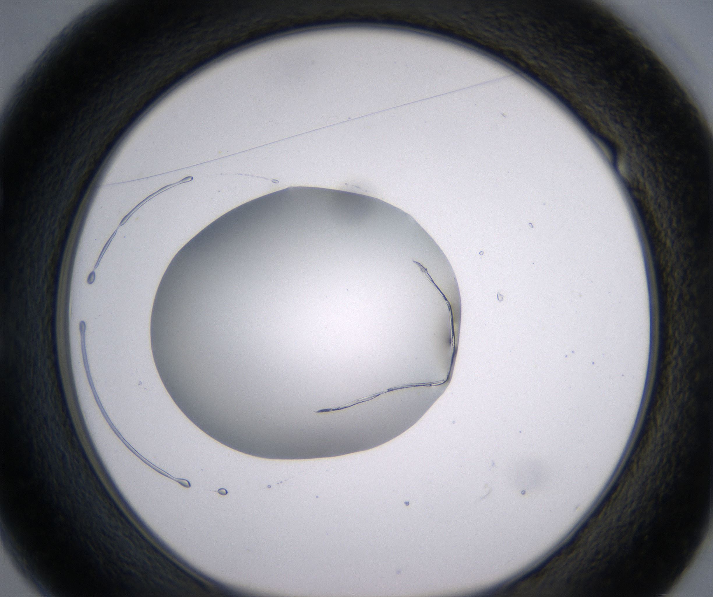 E1_HighResolution_Precipitate_1.jpg