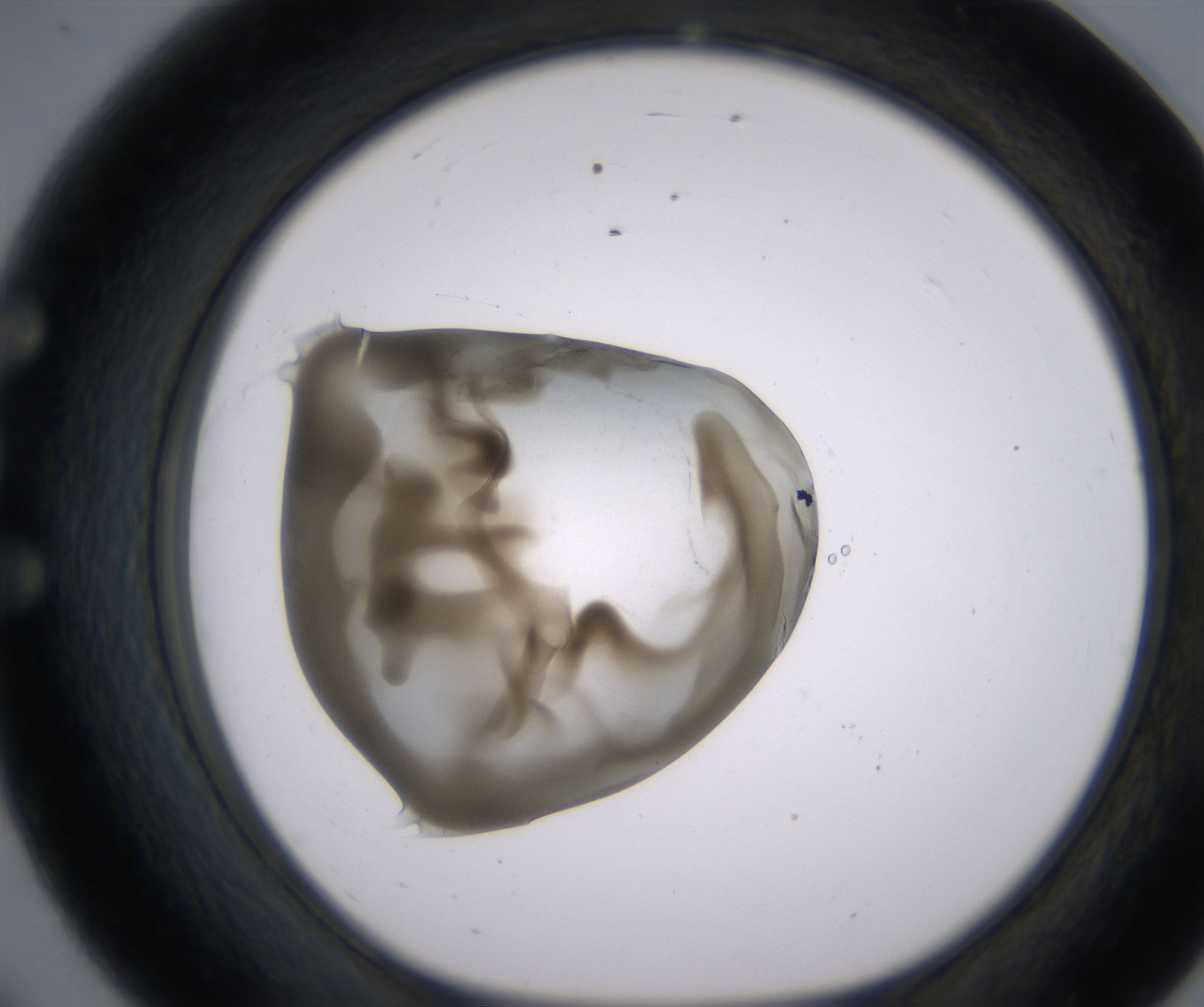 E8_HighResolution_Precipitate_1.jpg