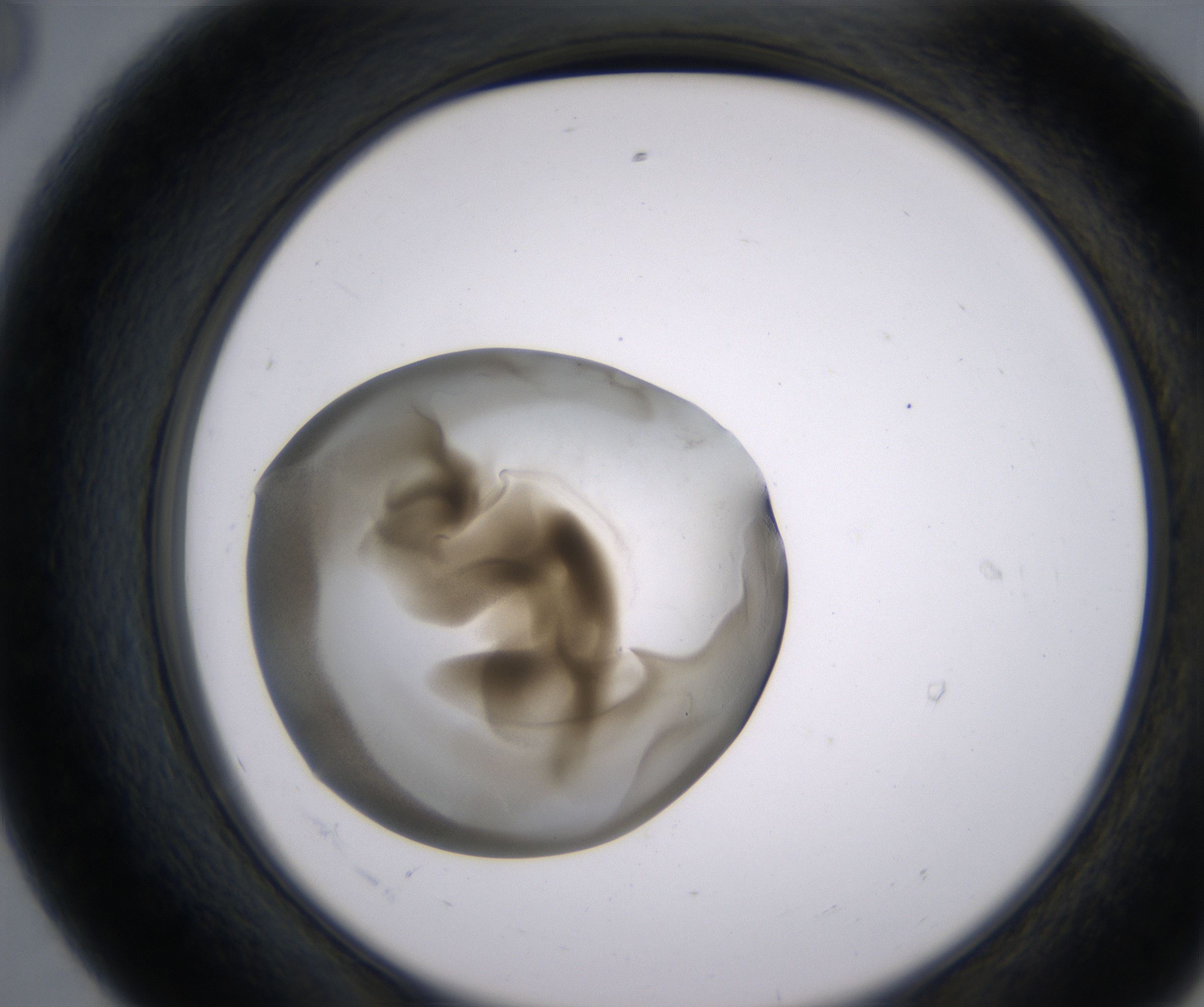 E8_HighResolution_Precipitate_2.jpg