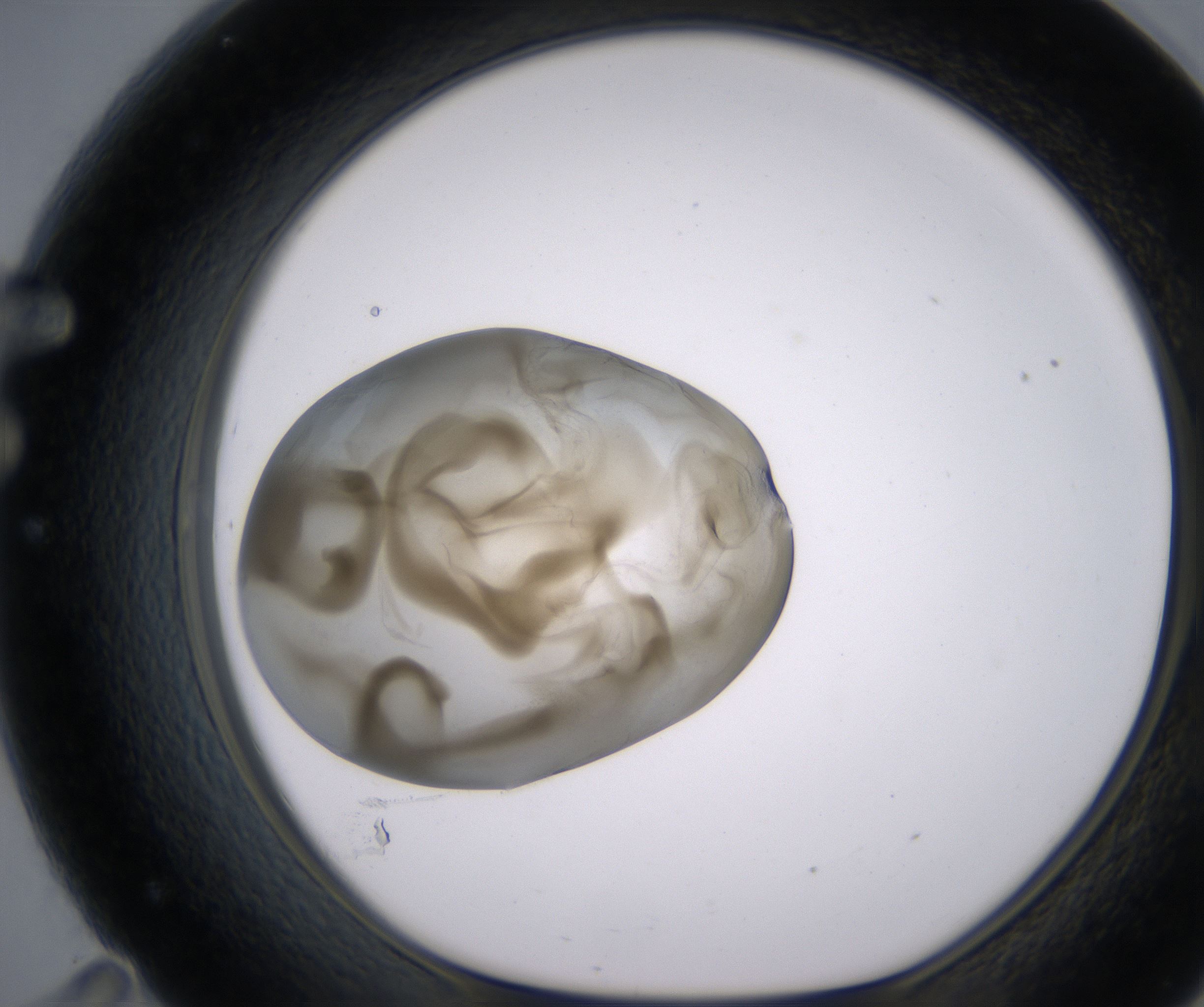 F11_HighResolution_Precipitate_1.jpg