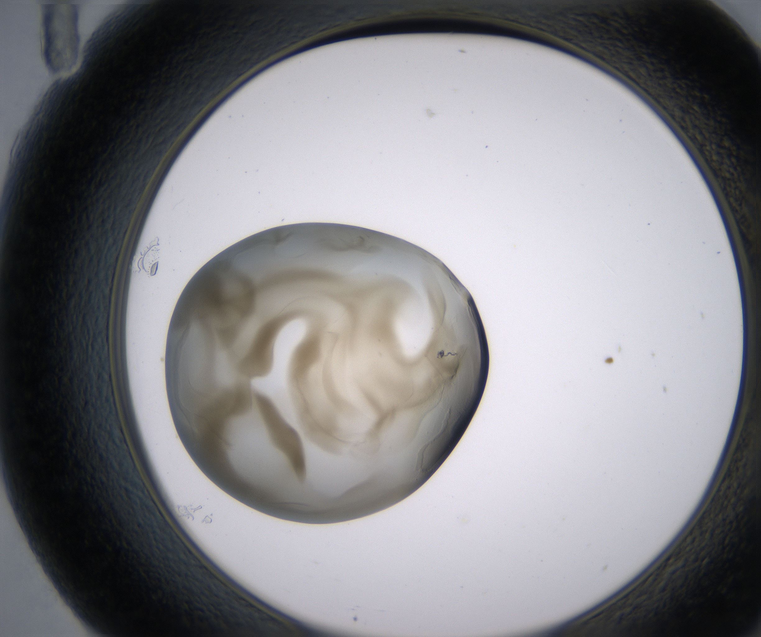 F11_HighResolution_Precipitate_2.jpg