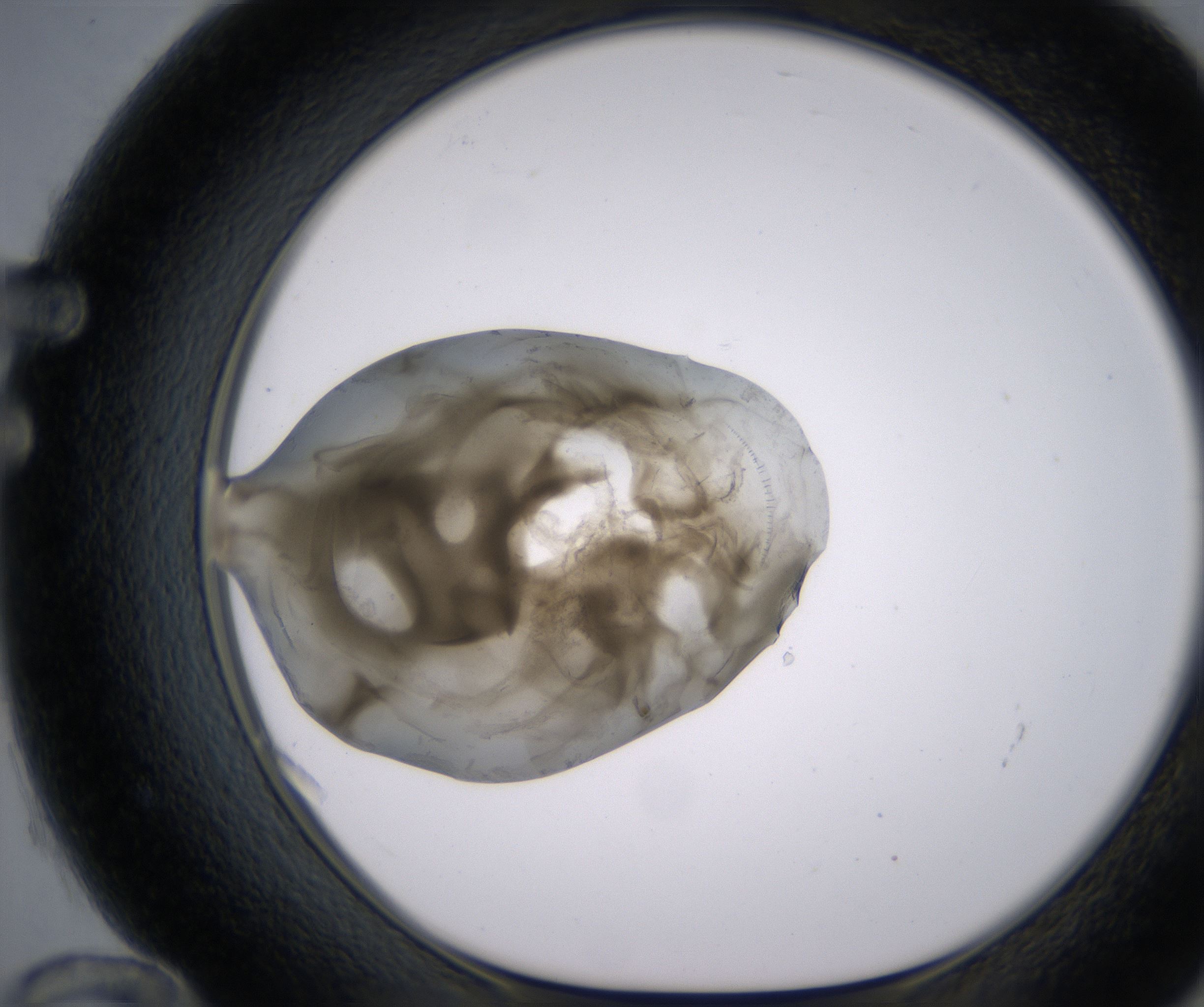 F12_HighResolution_Precipitate_1.jpg