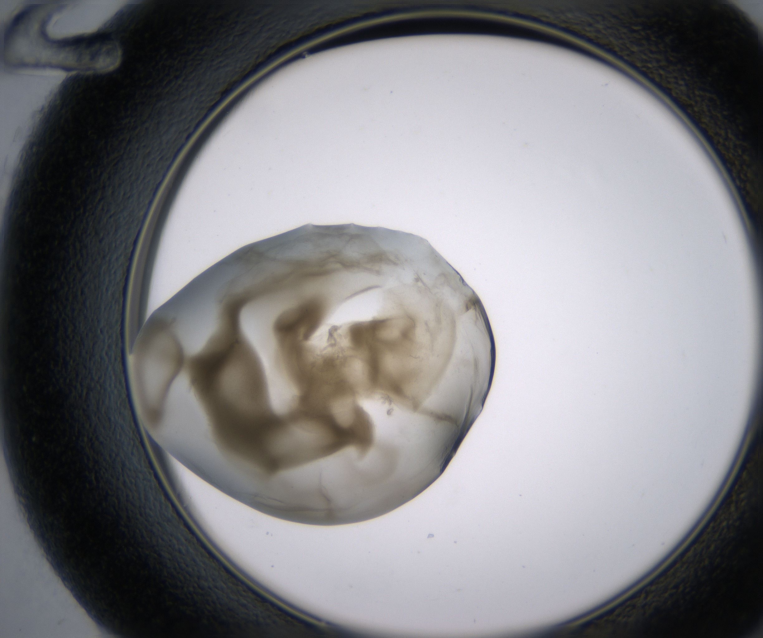 F12_HighResolution_Precipitate_2.jpg