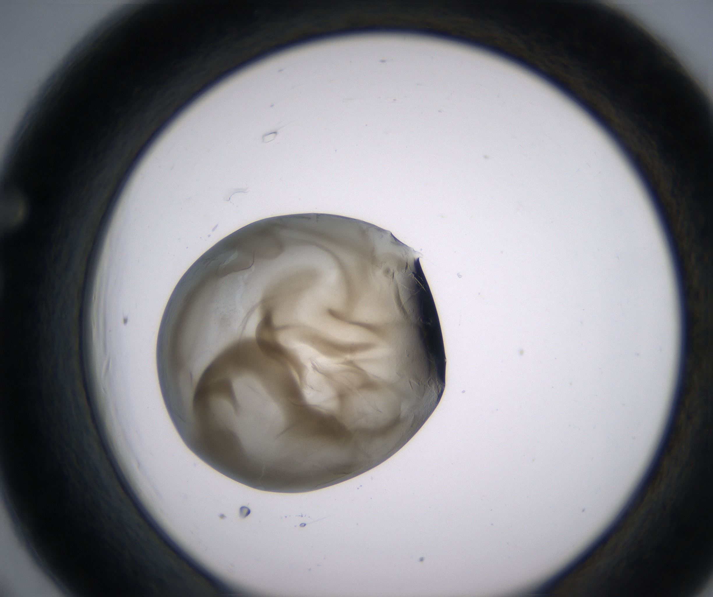 F6_HighResolution_Precipitate_1.jpg