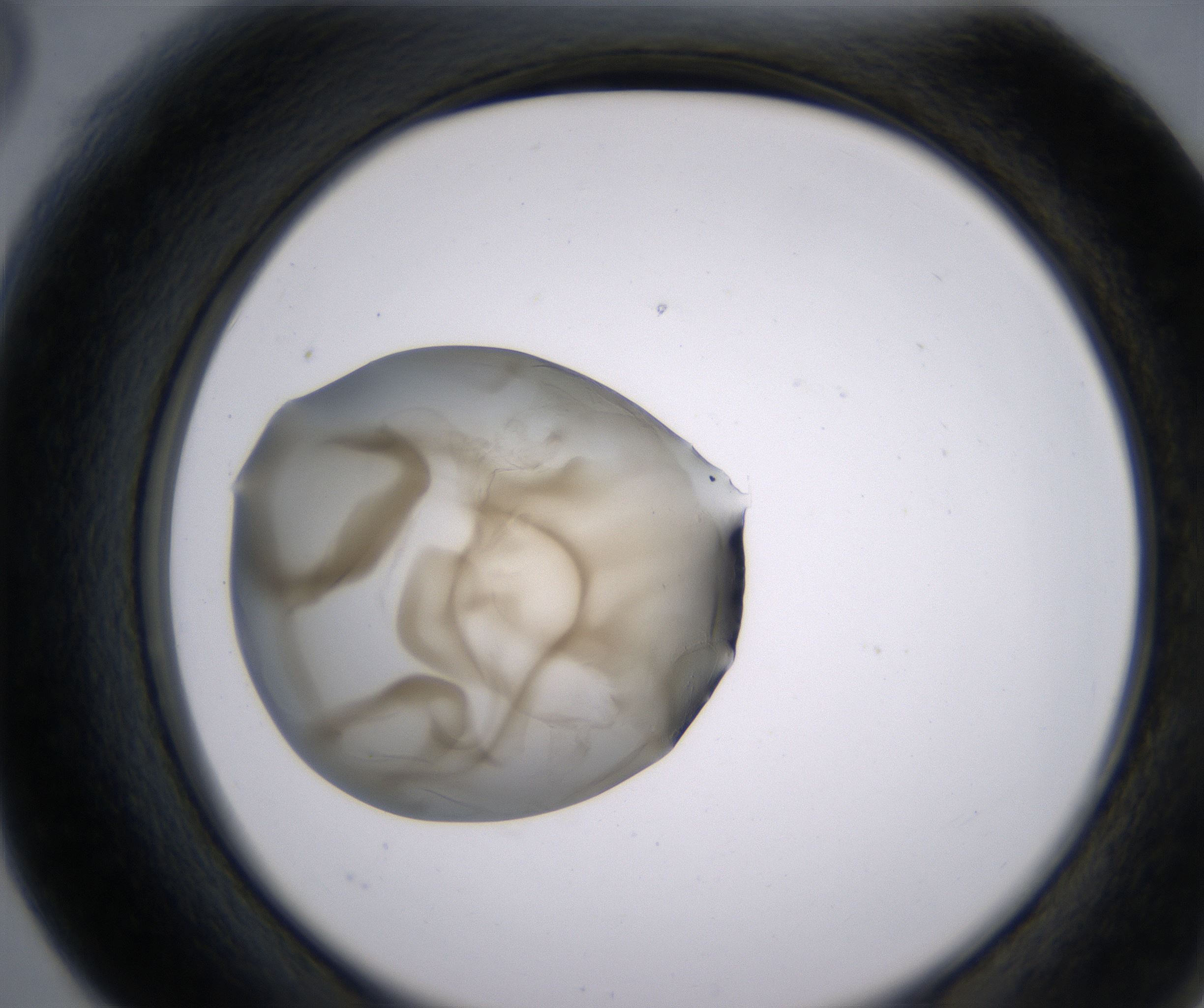 F6_HighResolution_Precipitate_2.jpg