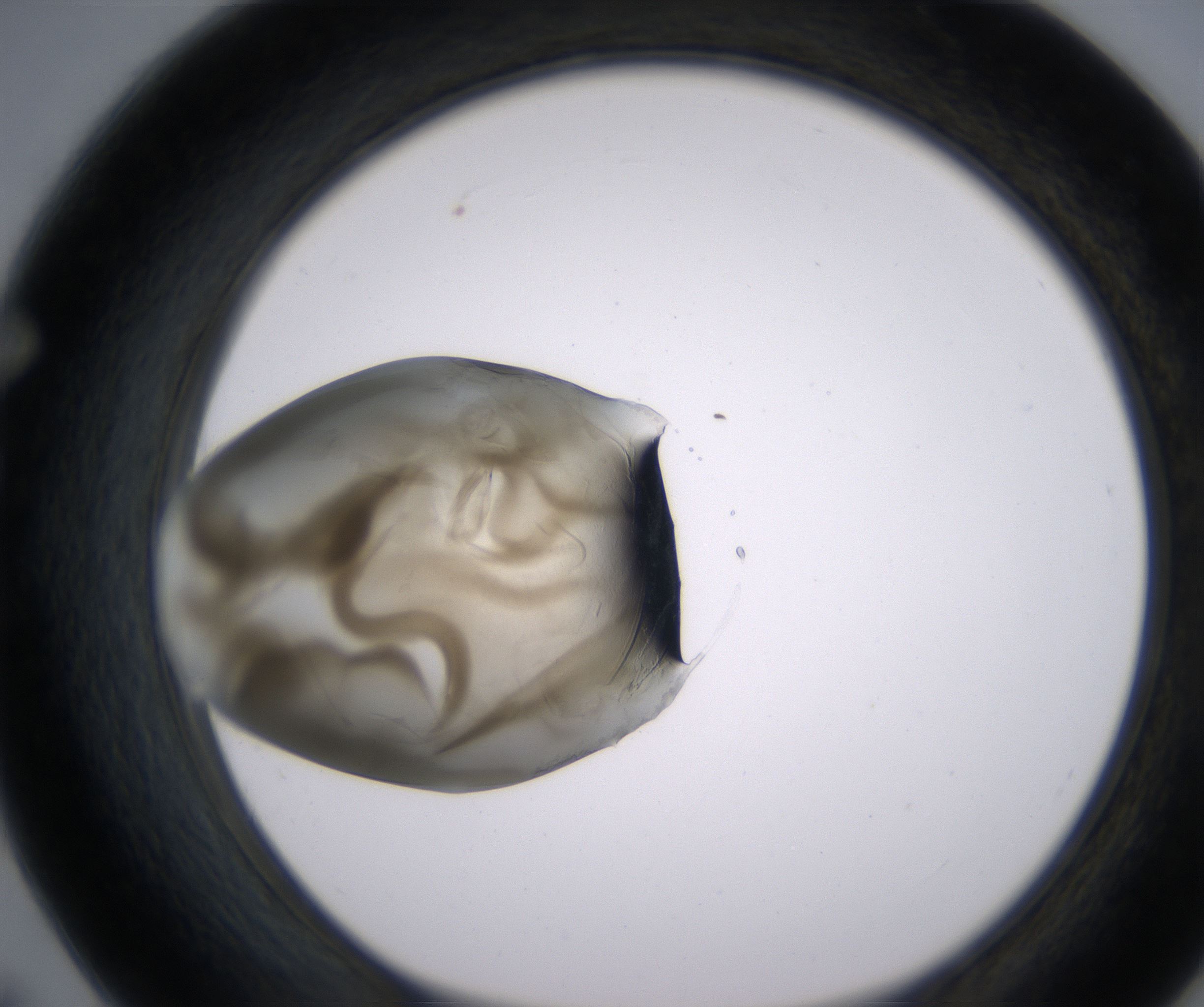 F7_HighResolution_Precipitate_1.jpg