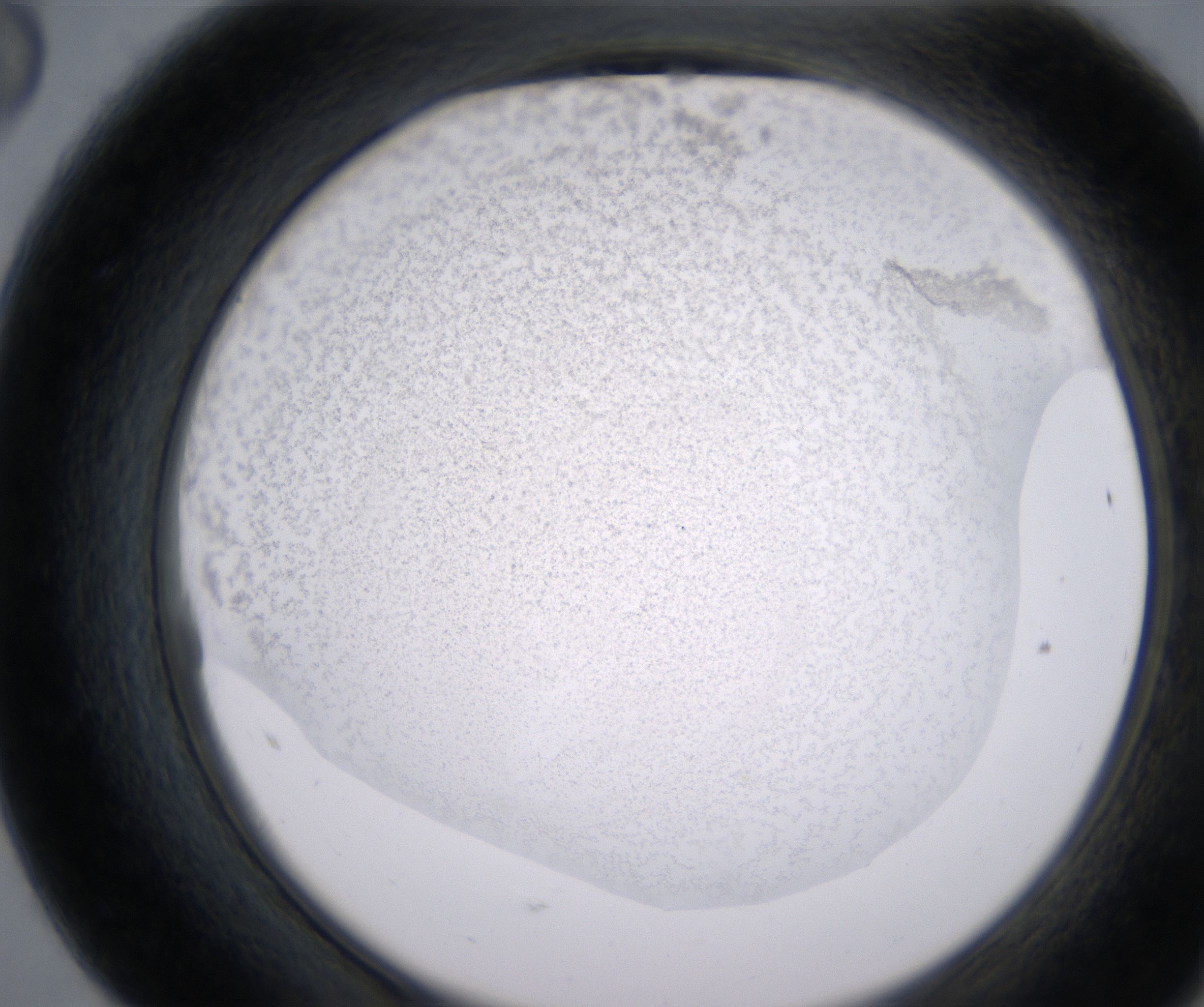 F8_HighResolution_Precipitate_2.jpg