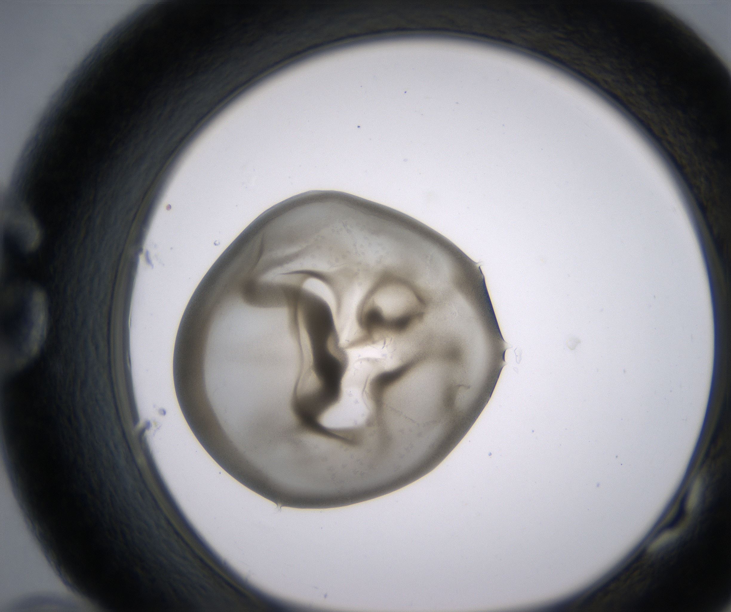 G10_HighResolution_Precipitate_1.jpg