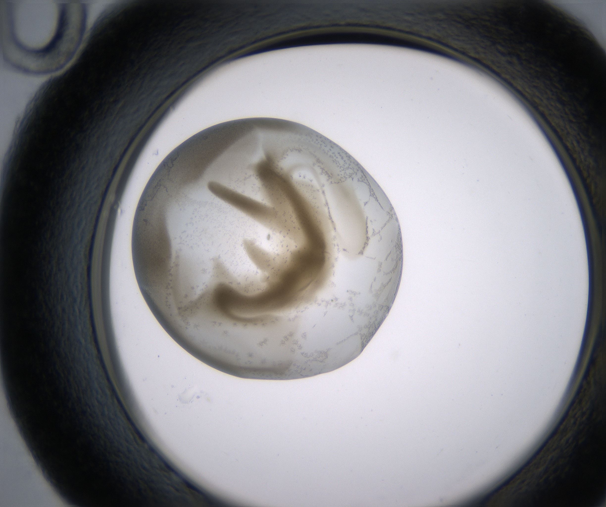 G10_HighResolution_Precipitate_2.jpg