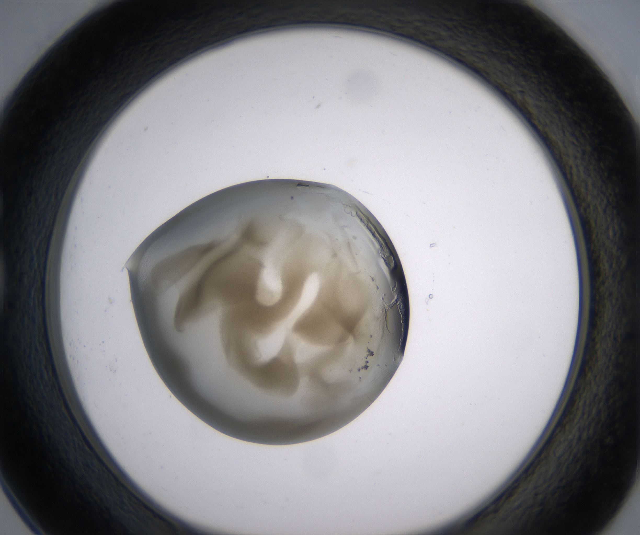 G1_HighResolution_Precipitate_1.jpg