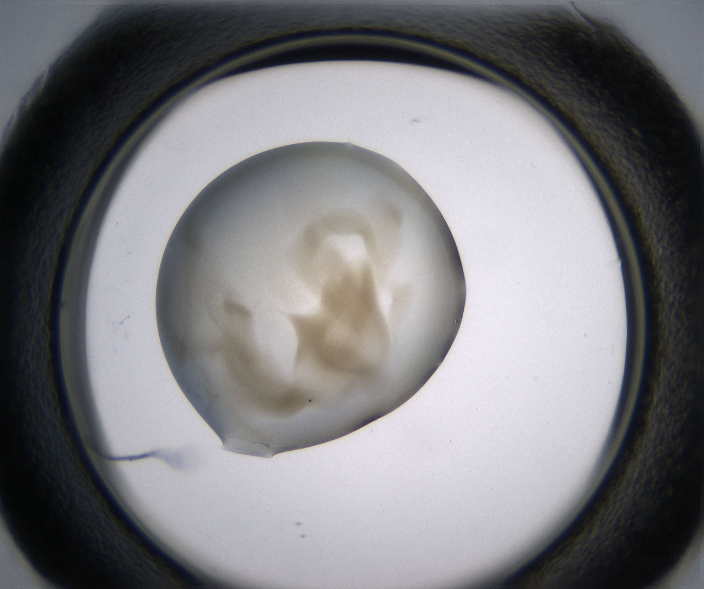 G1_HighResolution_Precipitate_2.jpg