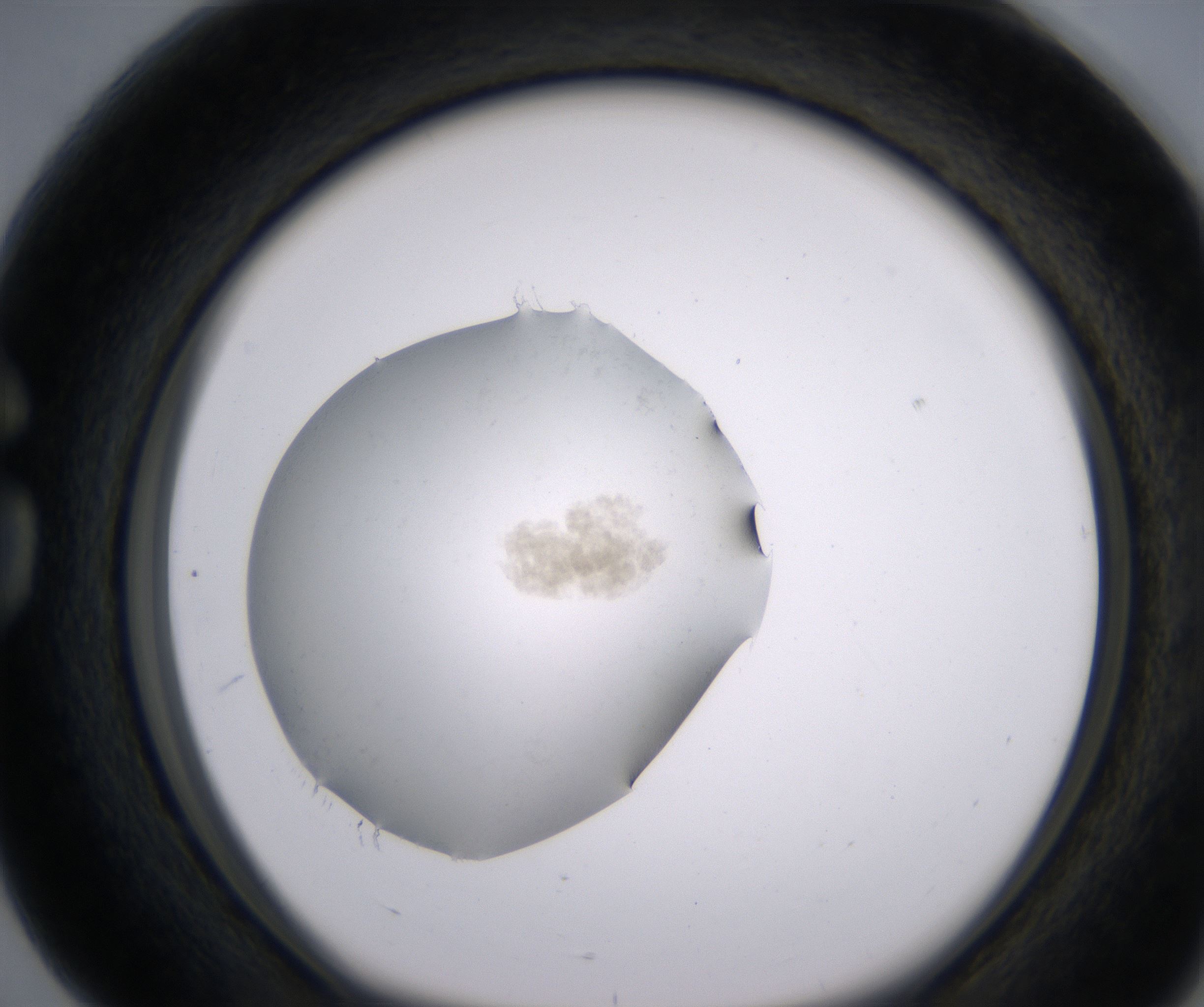 G4_HighResolution_Precipitate_1.jpg