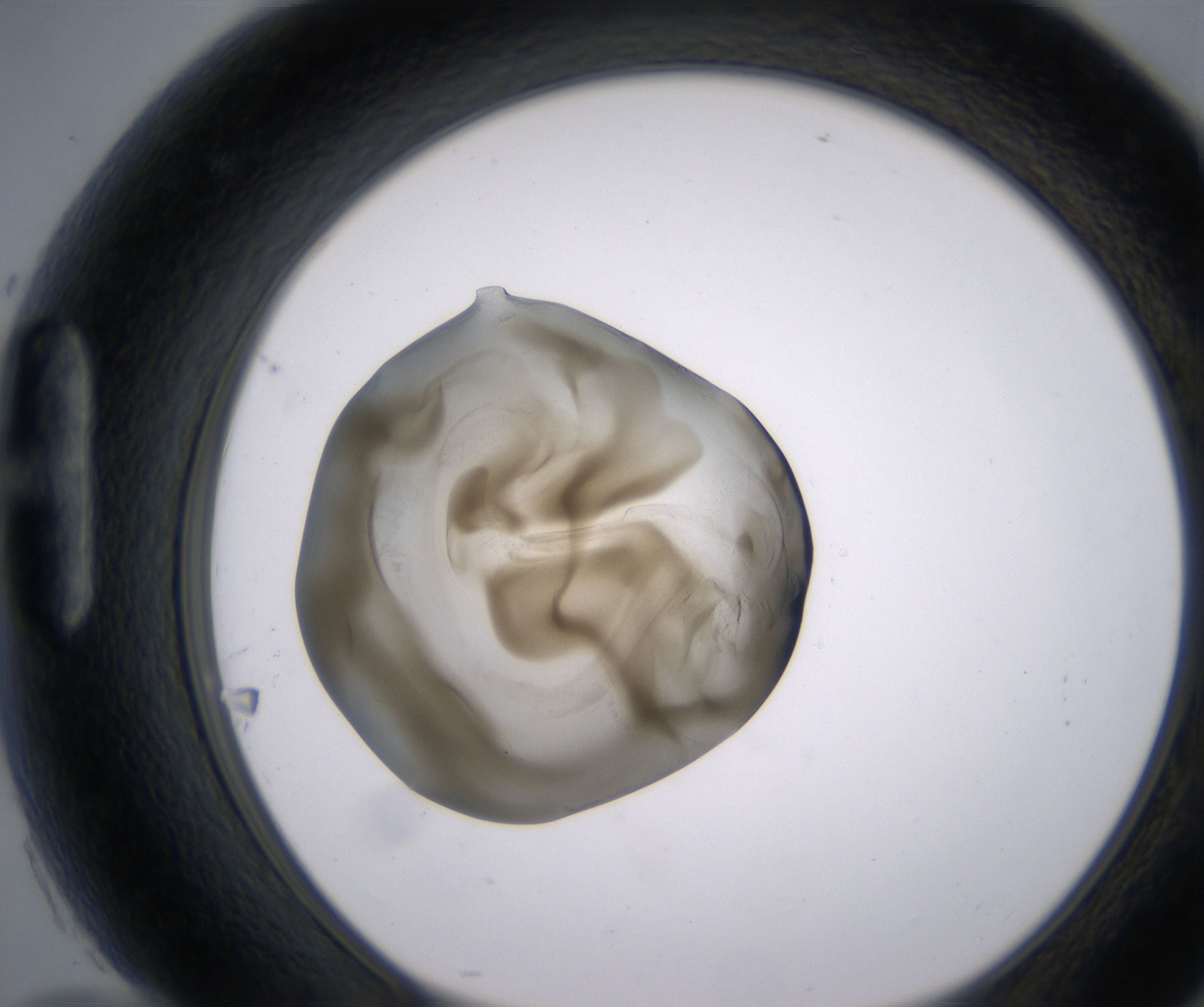 H10_HighResolution_Precipitate_1.jpg