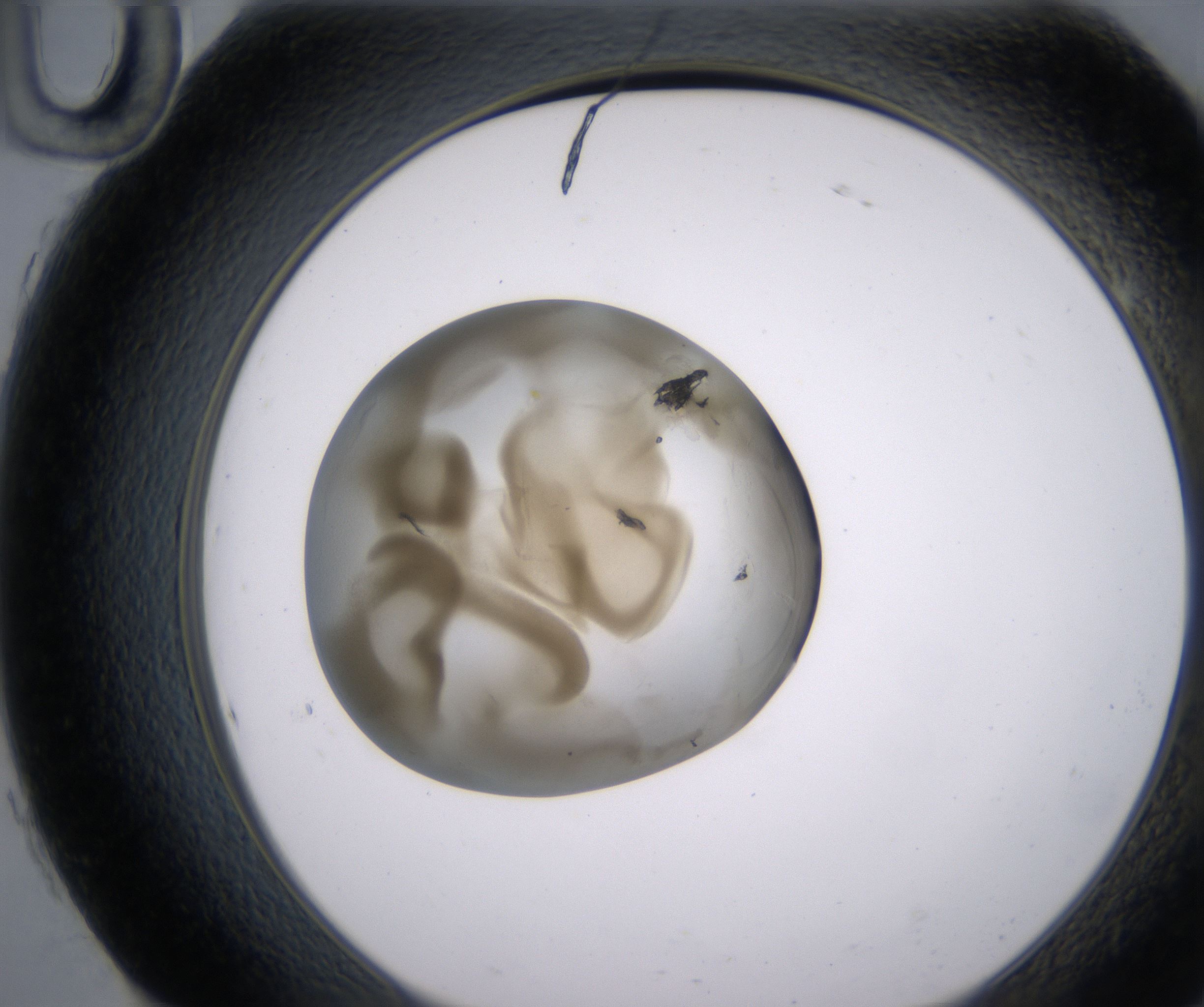 H10_HighResolution_Precipitate_2.jpg