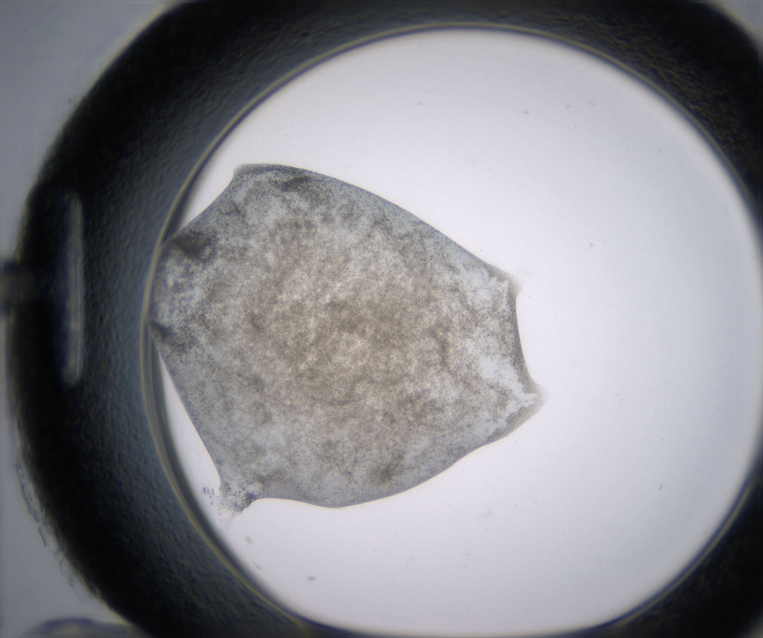 H12_HighResolution_Precipitate_1.jpg
