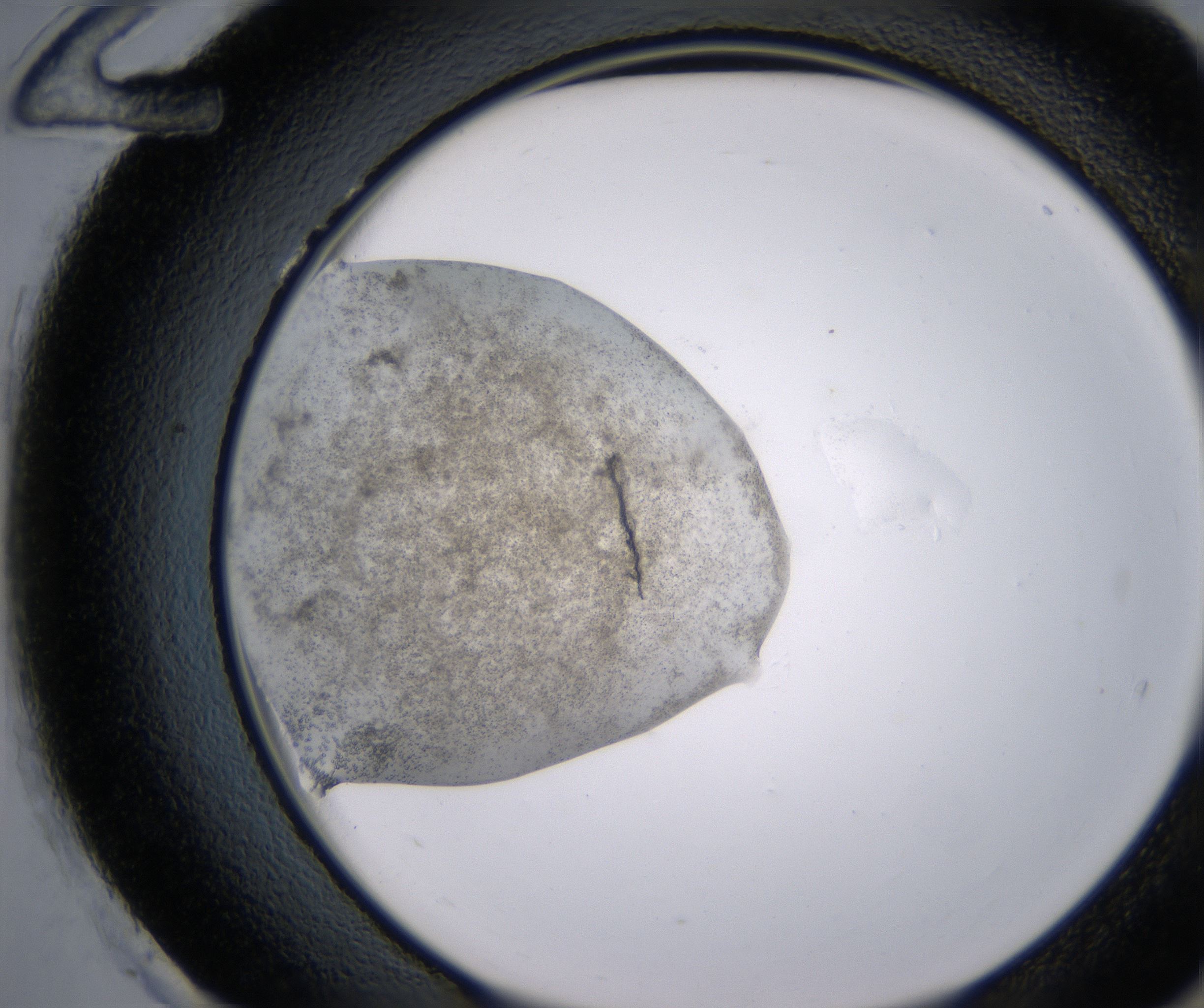 H12_HighResolution_Precipitate_2.jpg