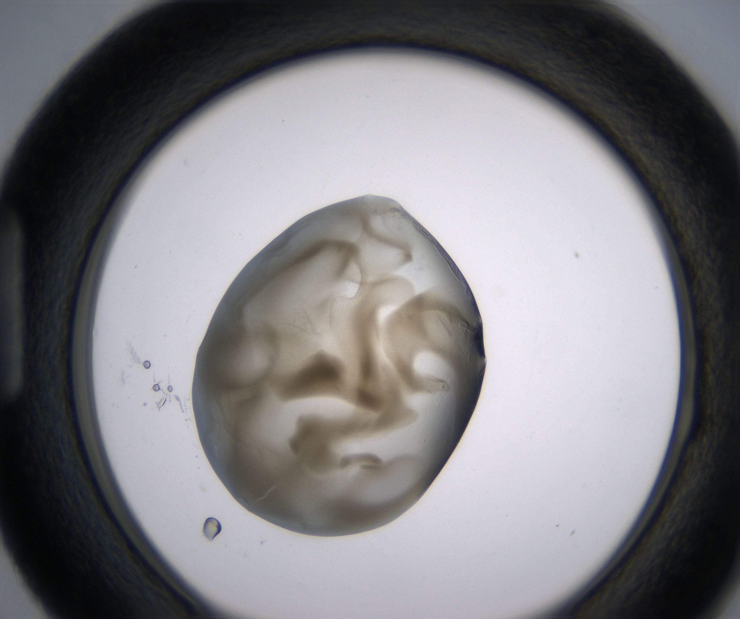 H3_HighResolution_Precipitate_1.jpg