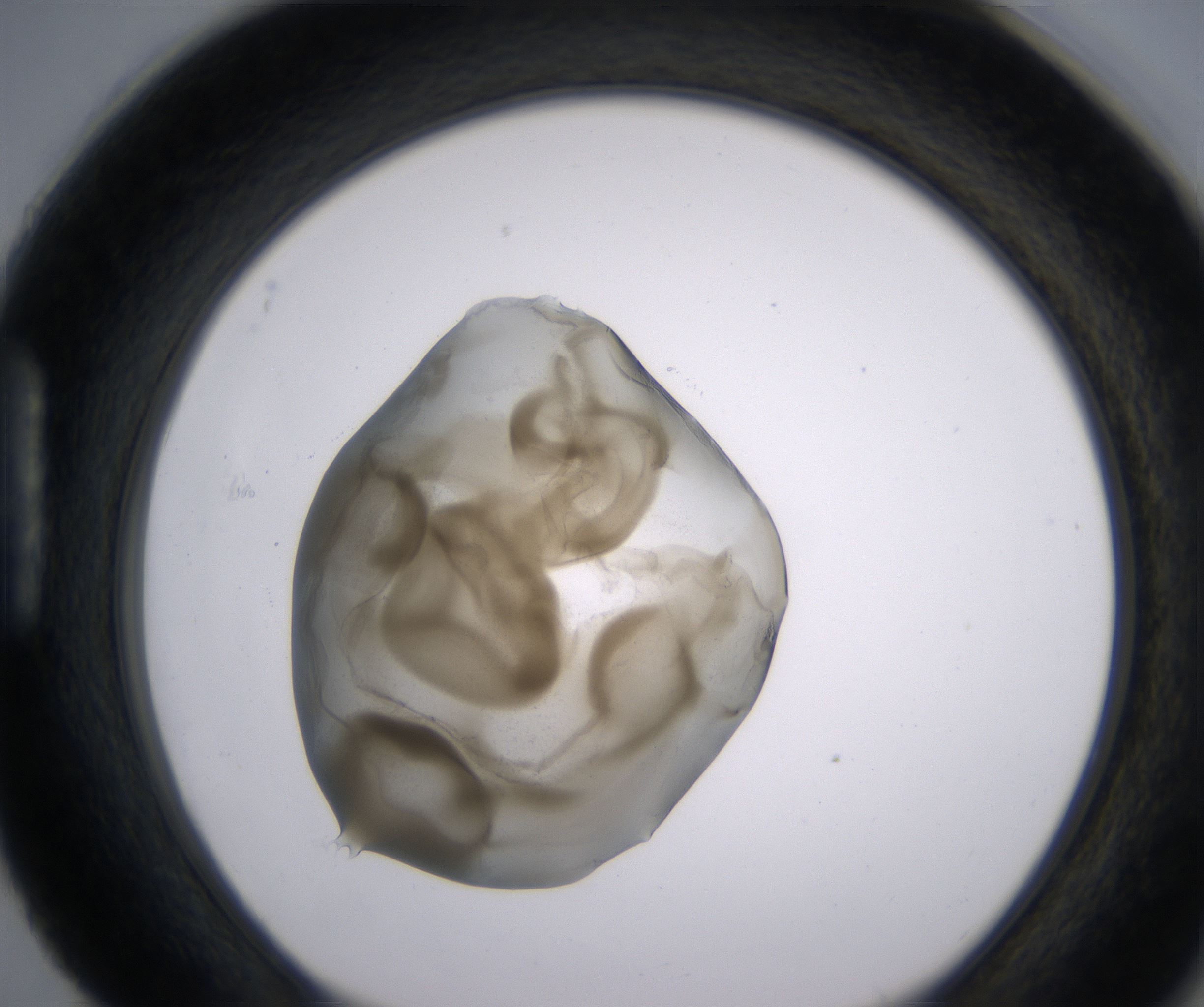 H4_HighResolution_Precipitate_1.jpg