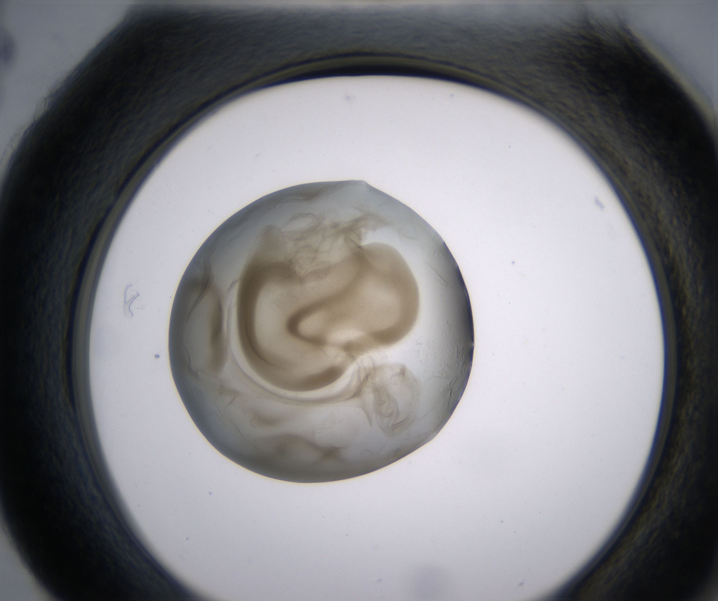 H4_HighResolution_Precipitate_2.jpg