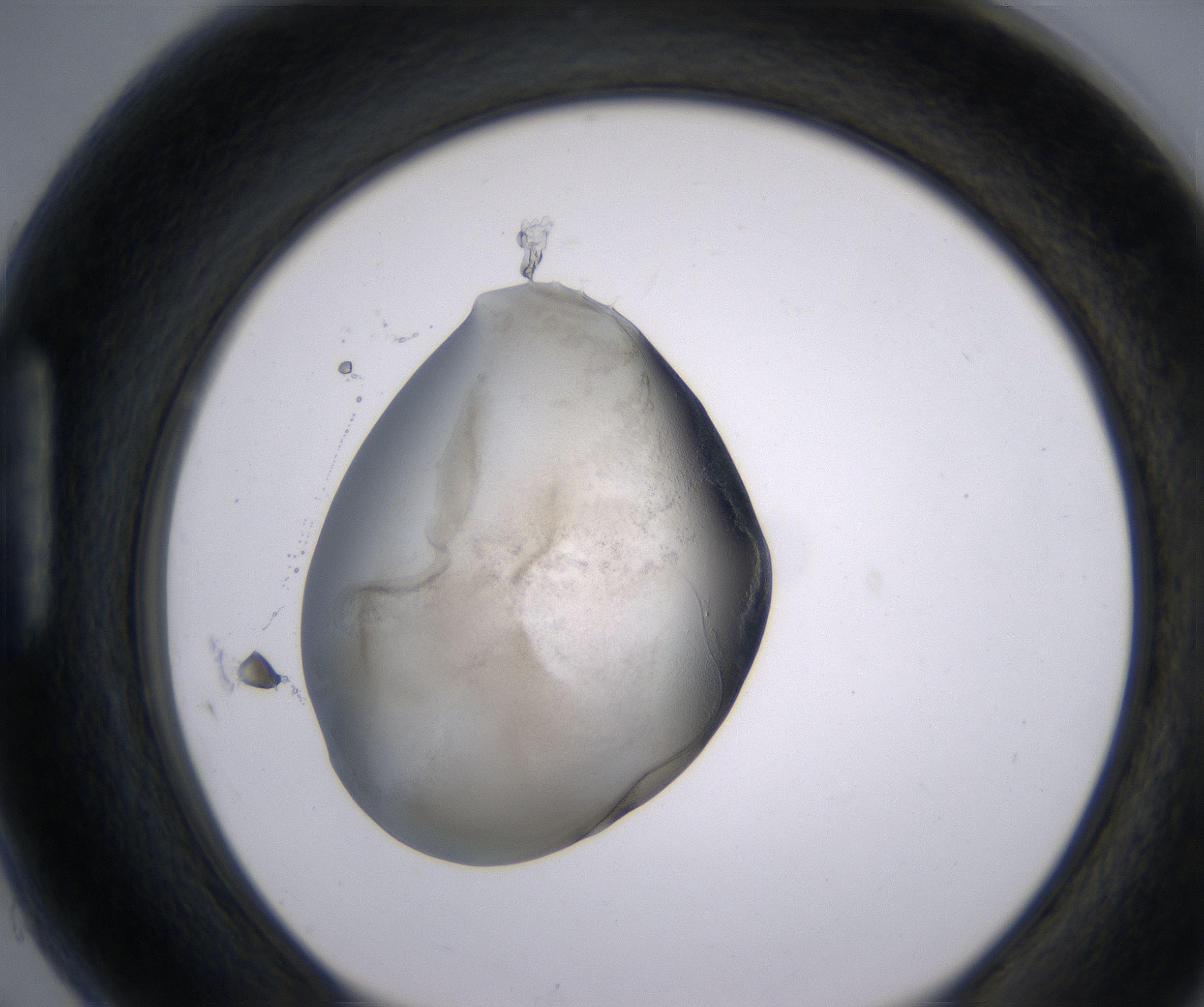H5_HighResolution_Precipitate_1.jpg