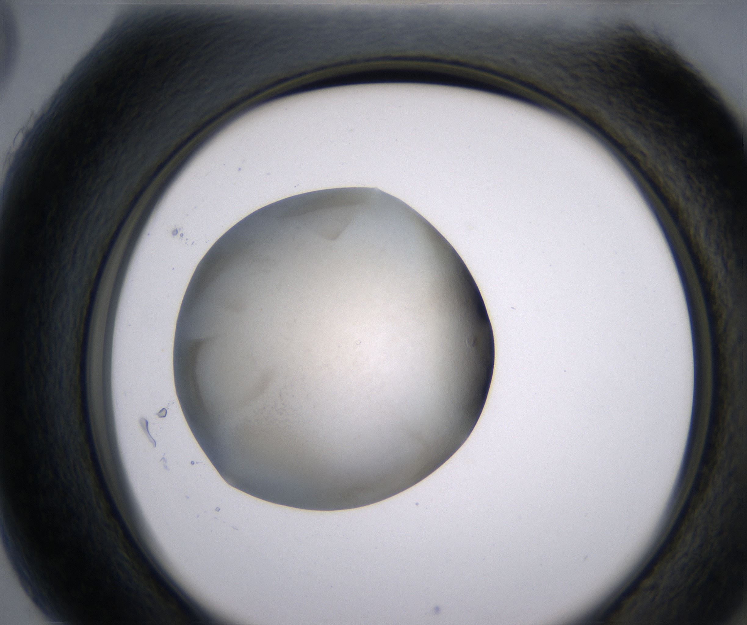 H5_HighResolution_Precipitate_2.jpg