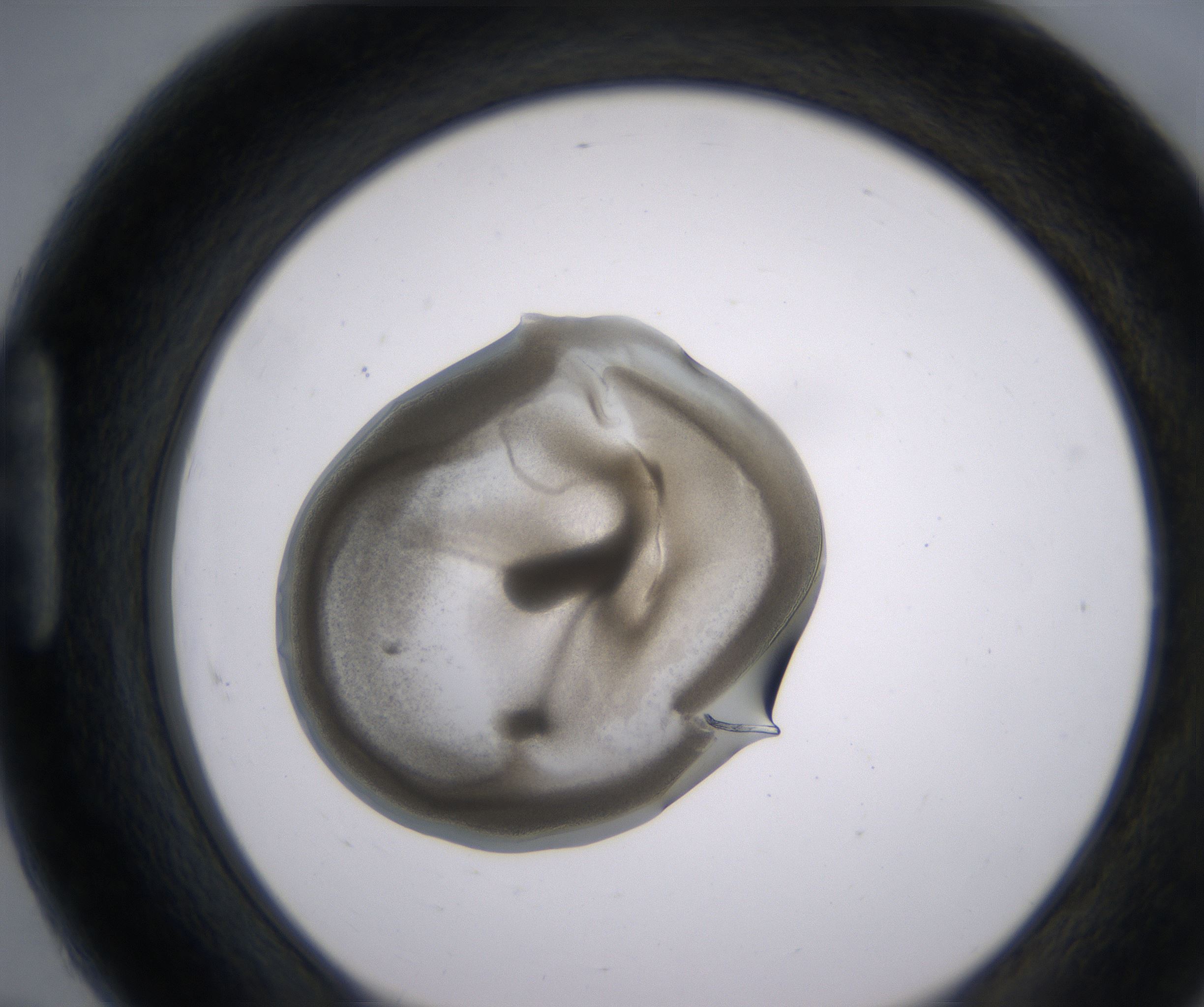 H7_HighResolution_Precipitate_1.jpg