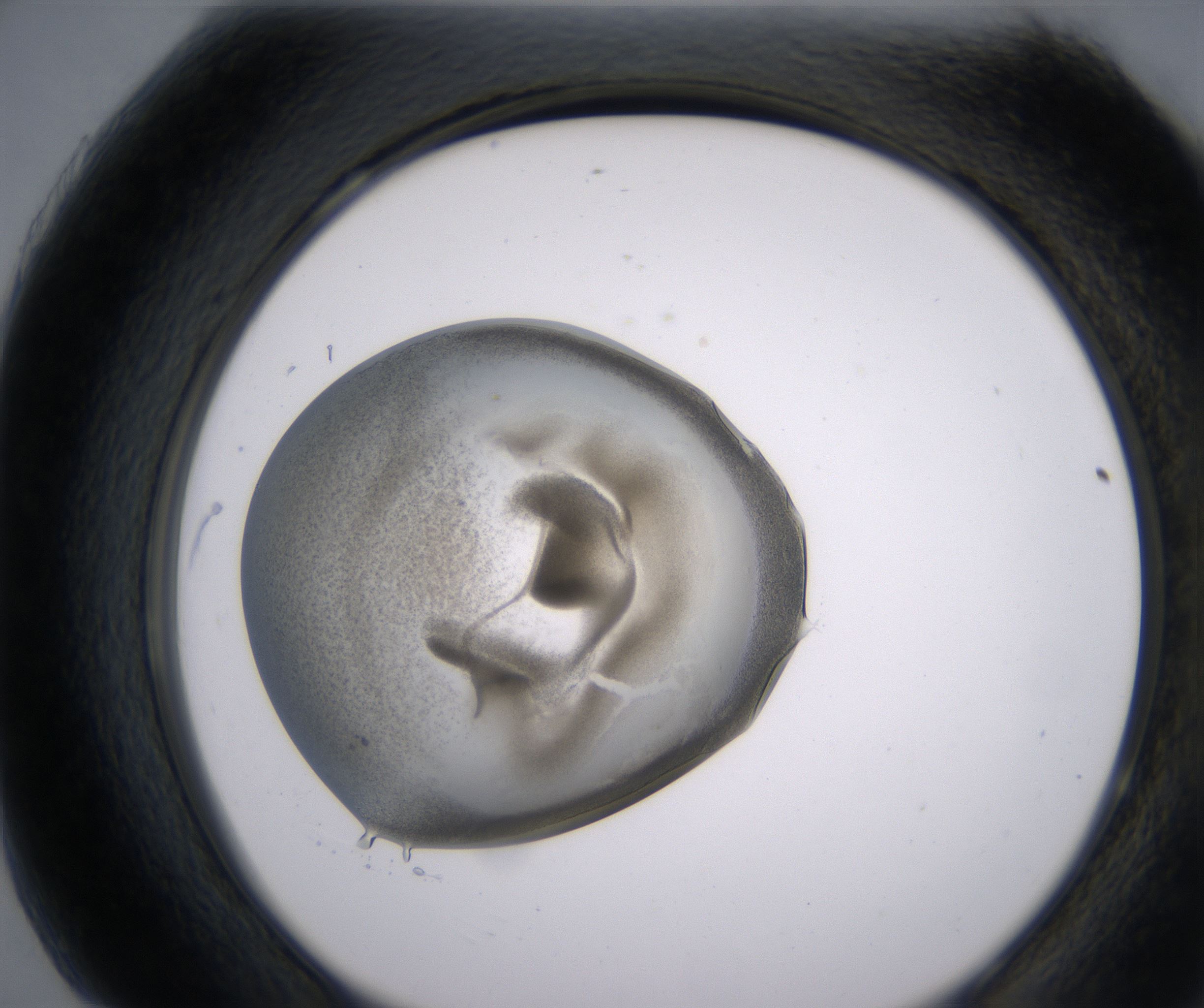 H7_HighResolution_Precipitate_2.jpg