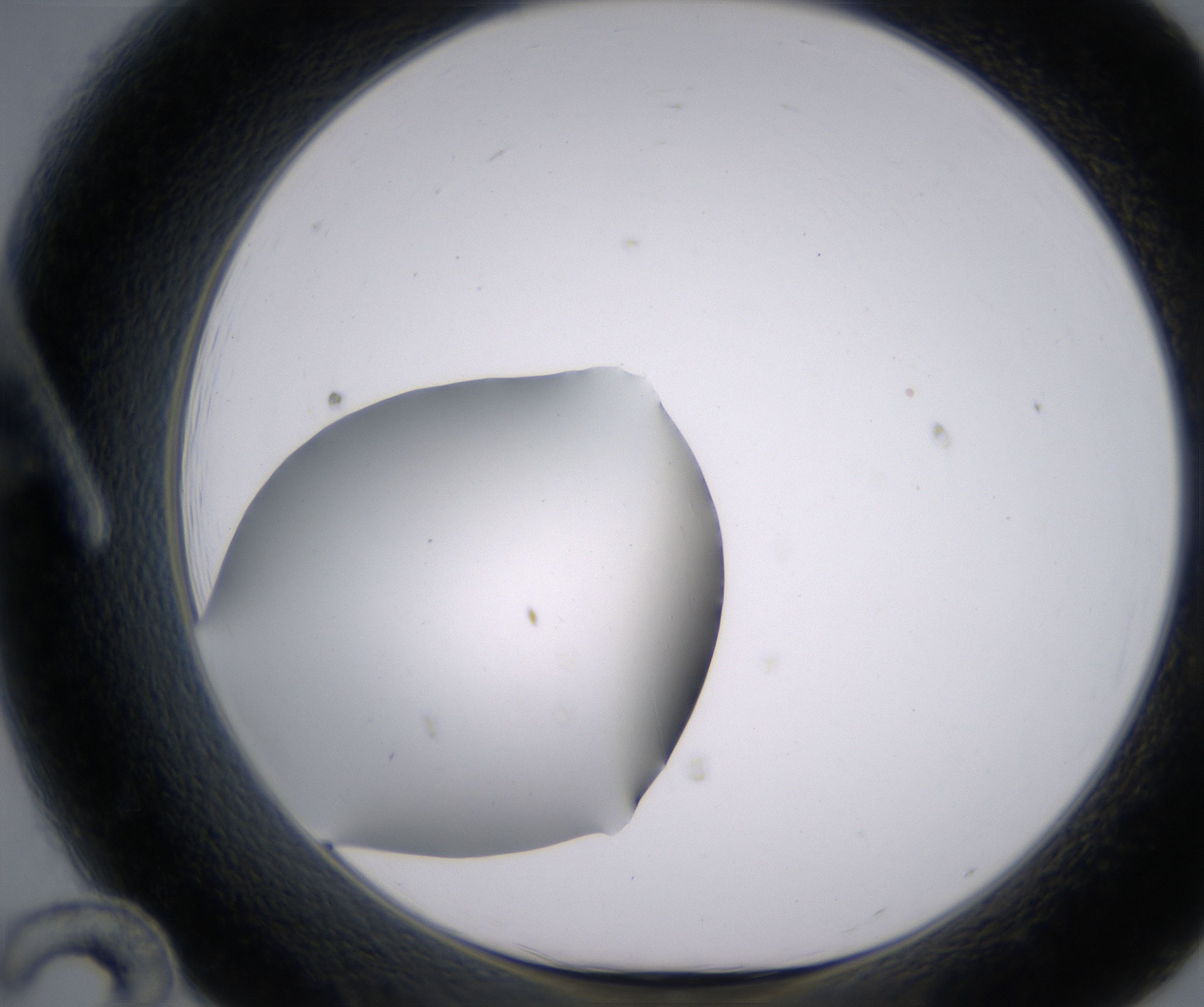 A12_HighResolution_Clear_1.jpg