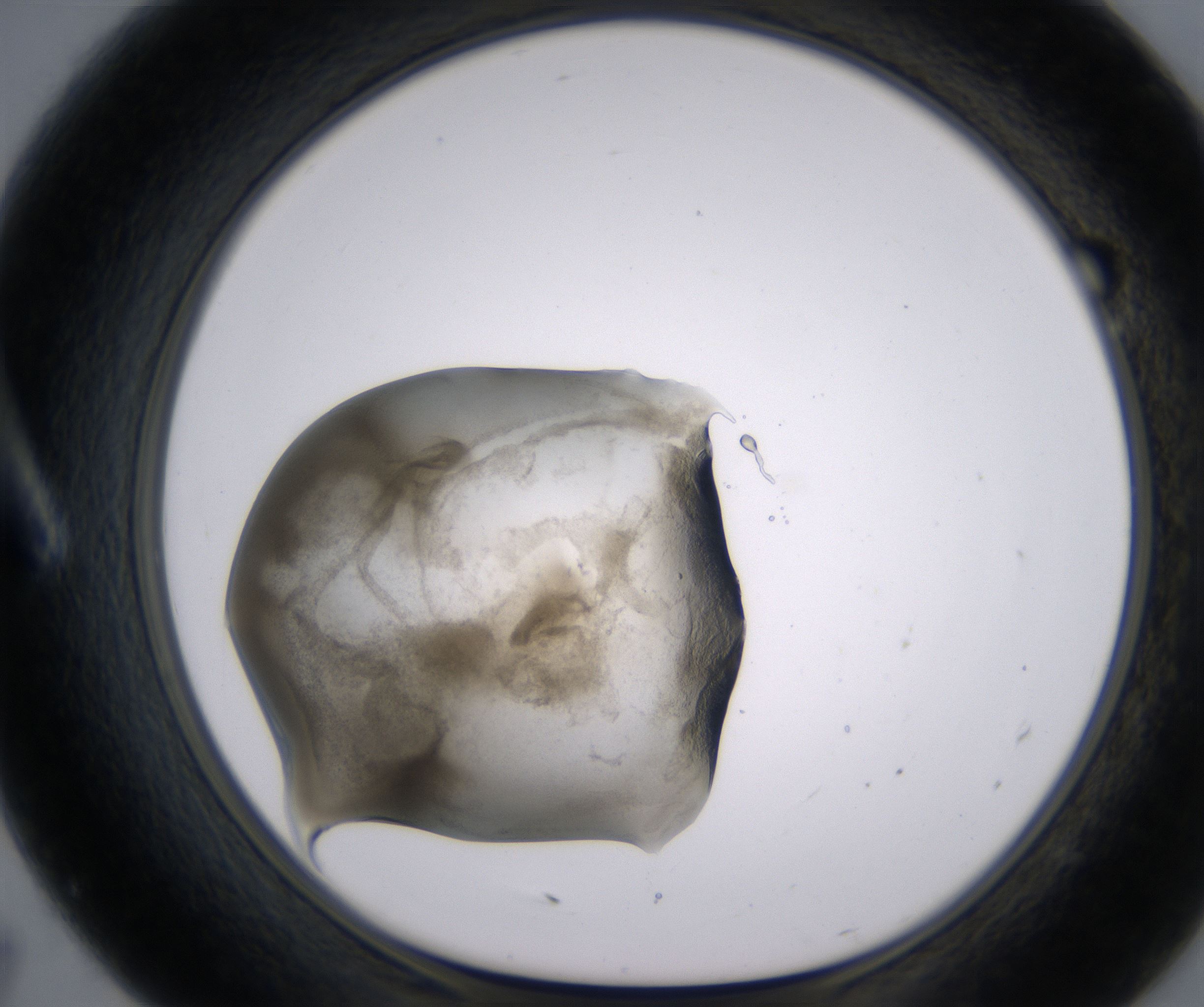 A7_HighResolution_Precipitate_1.jpg