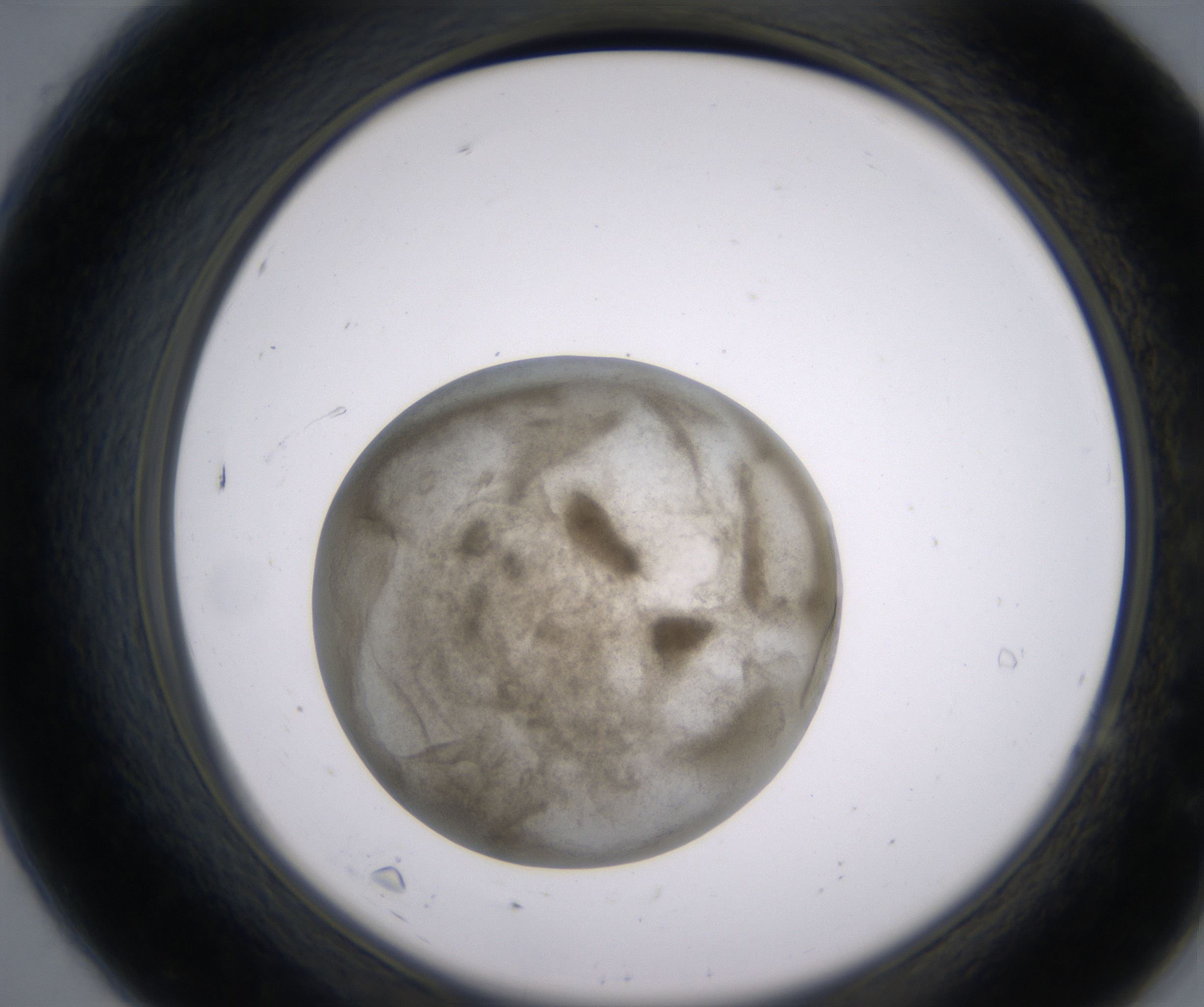 A7_HighResolution_Precipitate_2.jpg