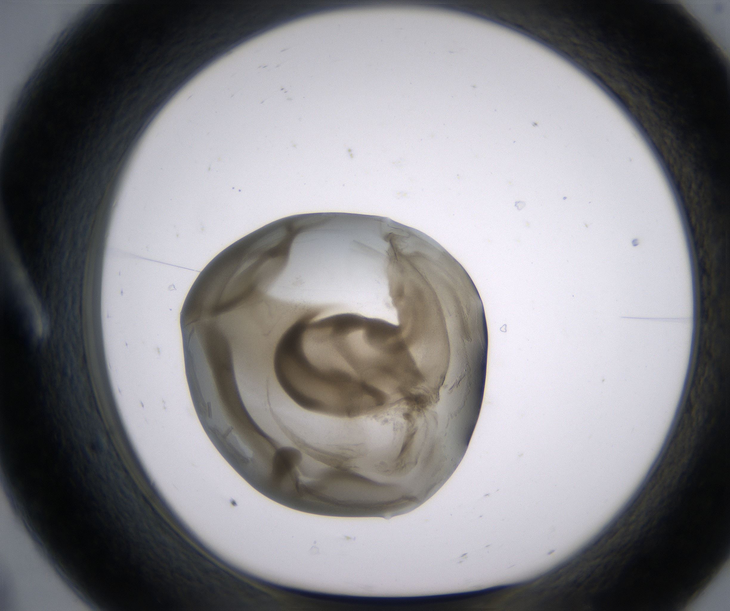 A8_HighResolution_Precipitate_1.jpg