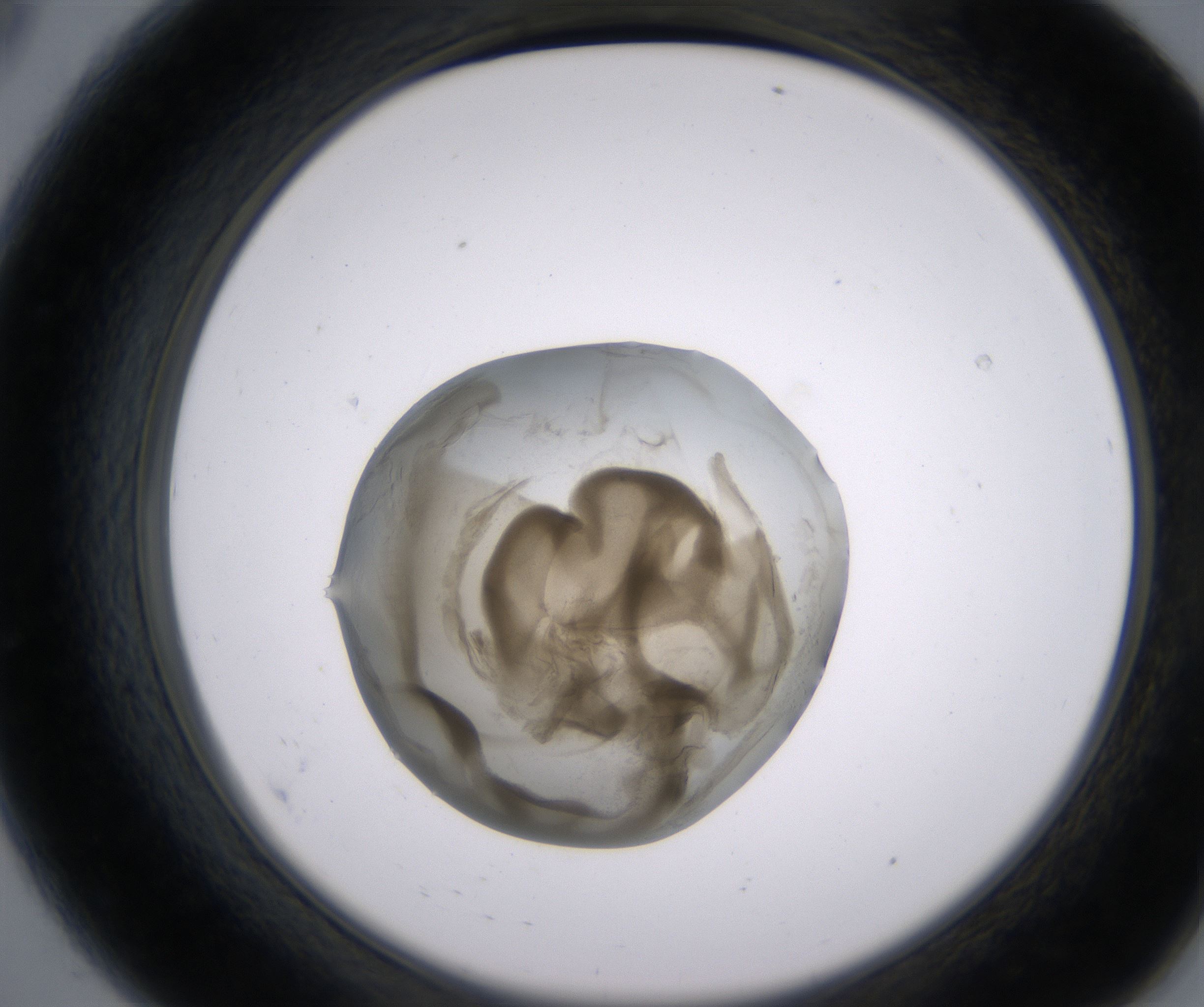 A8_HighResolution_Precipitate_2.jpg