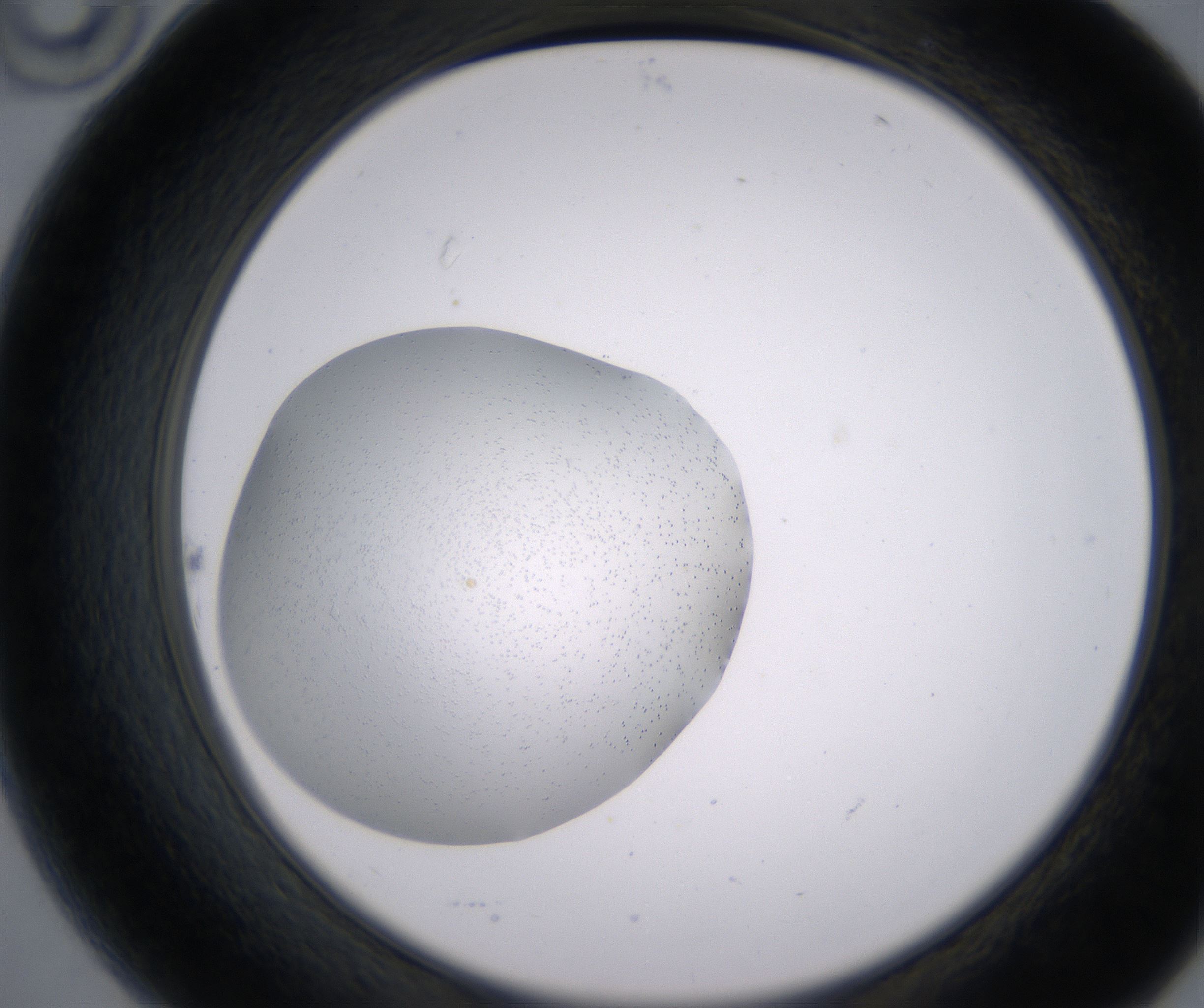B10_HighResolution_Precipitate_2.jpg