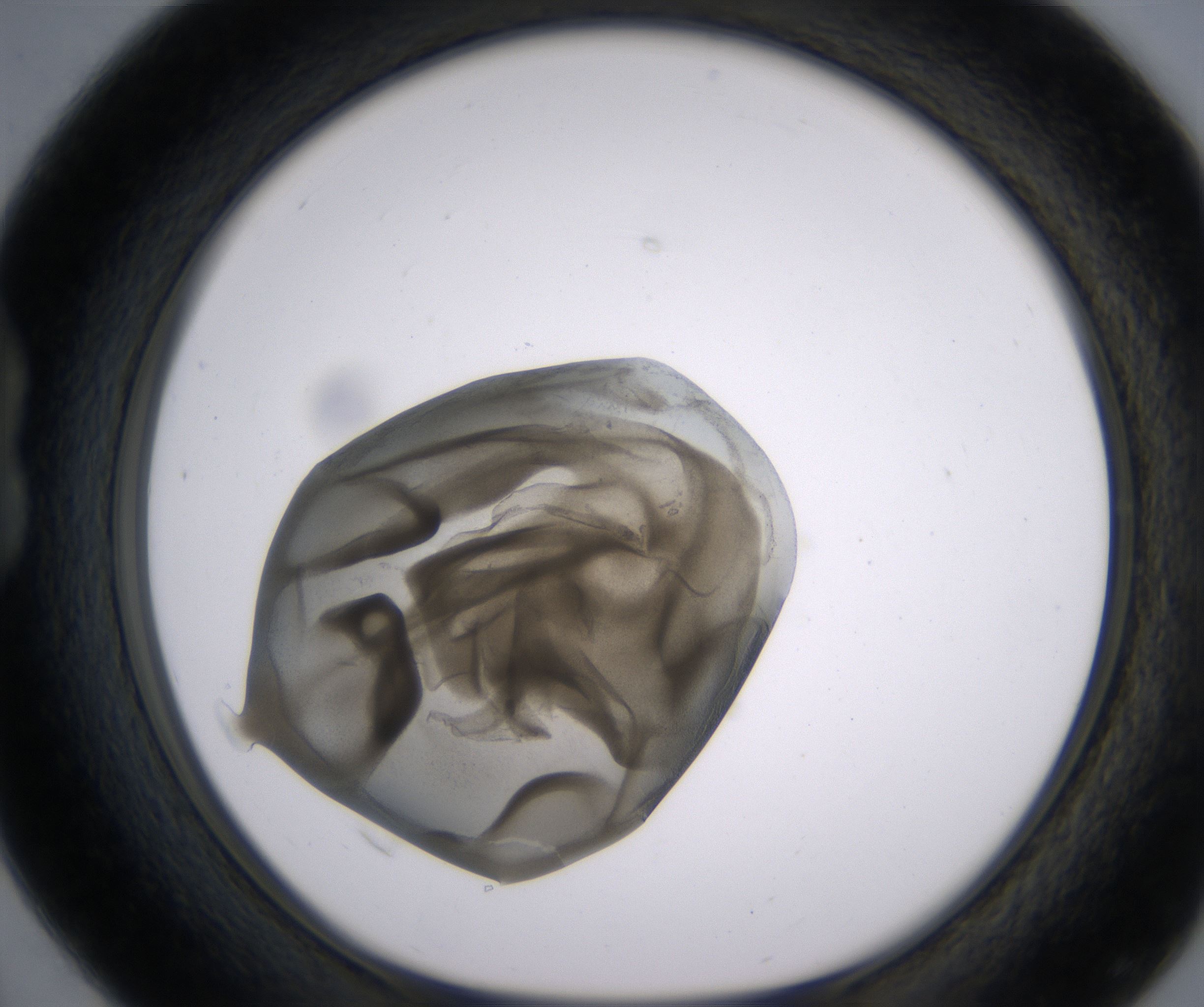 B4_HighResolution_Precipitate_1.jpg