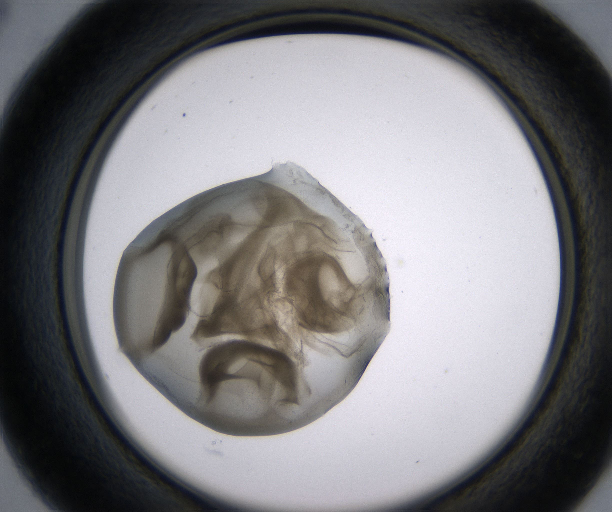 B4_HighResolution_Precipitate_2.jpg