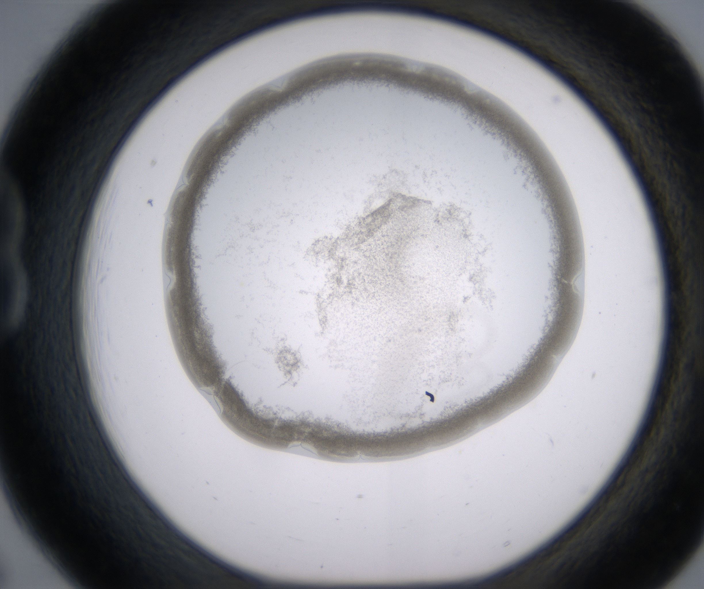 B6_HighResolution_Precipitate_1.jpg