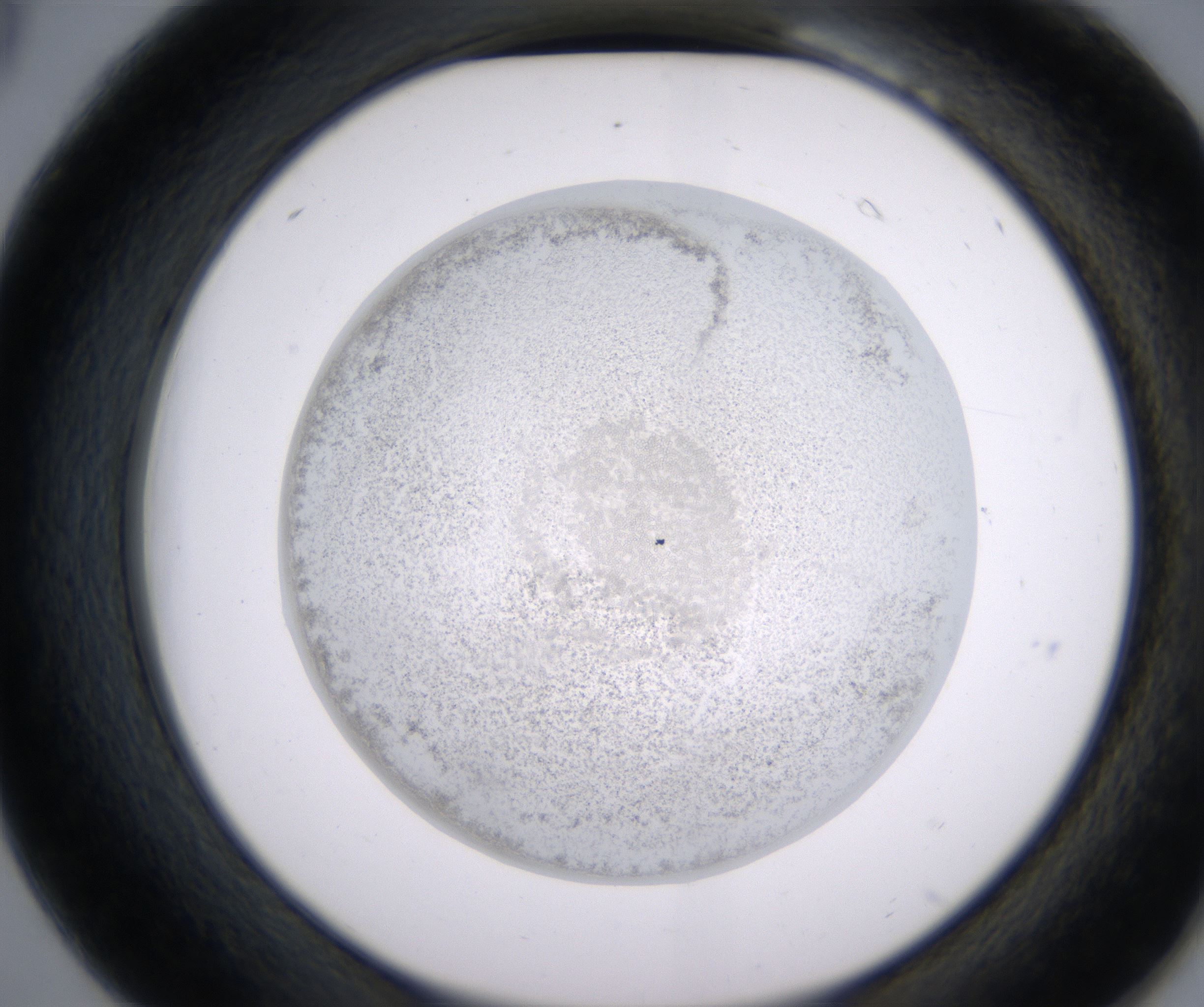 B6_HighResolution_Precipitate_2.jpg