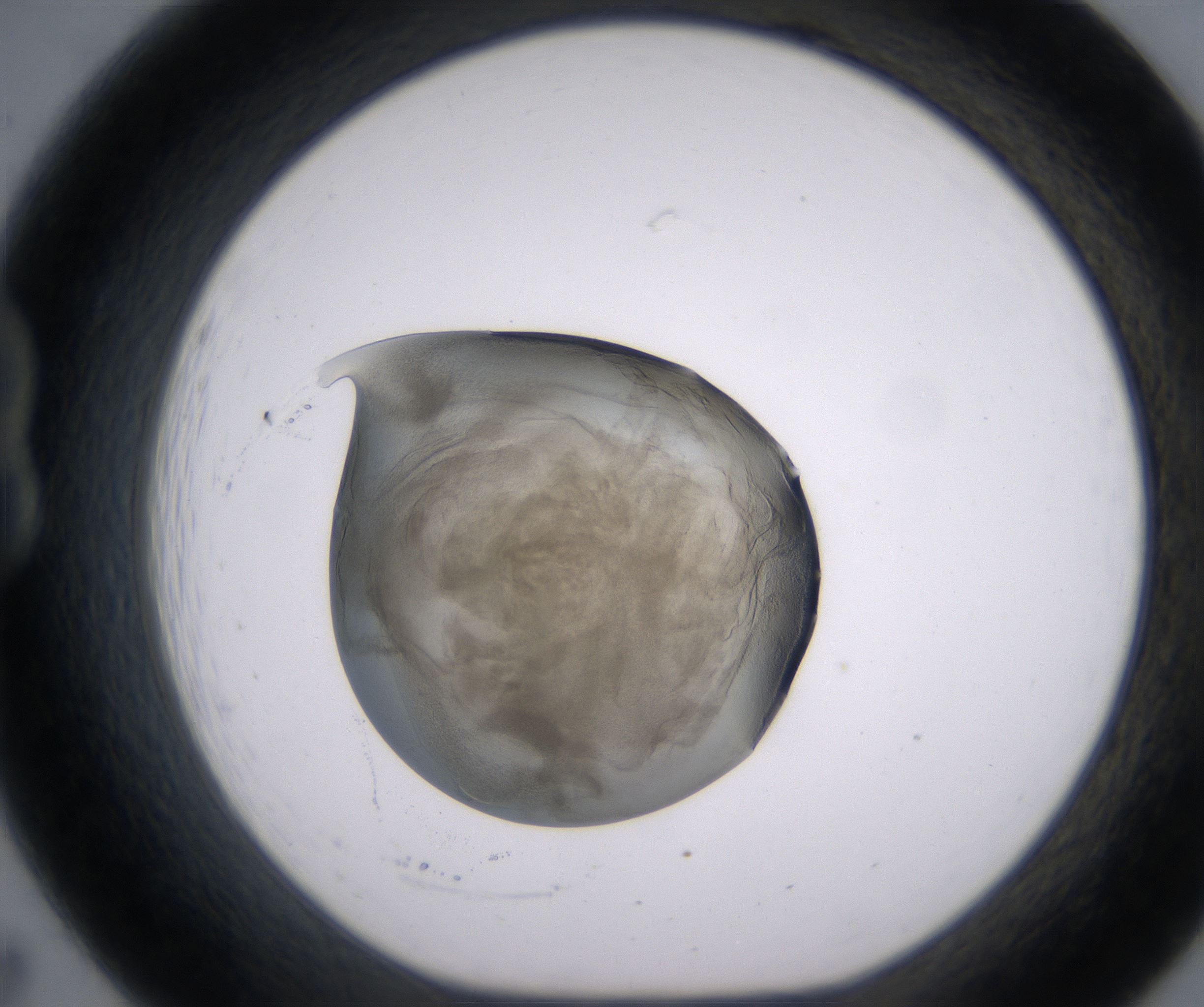B7_HighResolution_Precipitate_1.jpg